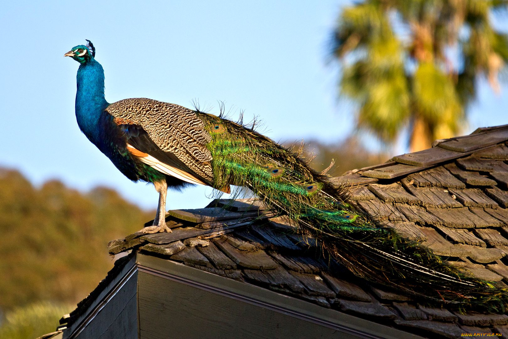 животные, павлины, хвост, перья