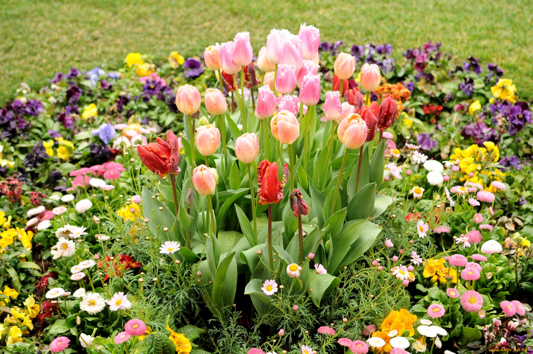 цветы, разные, вместе, виолы, клумба, маргаритки, тюльпаны