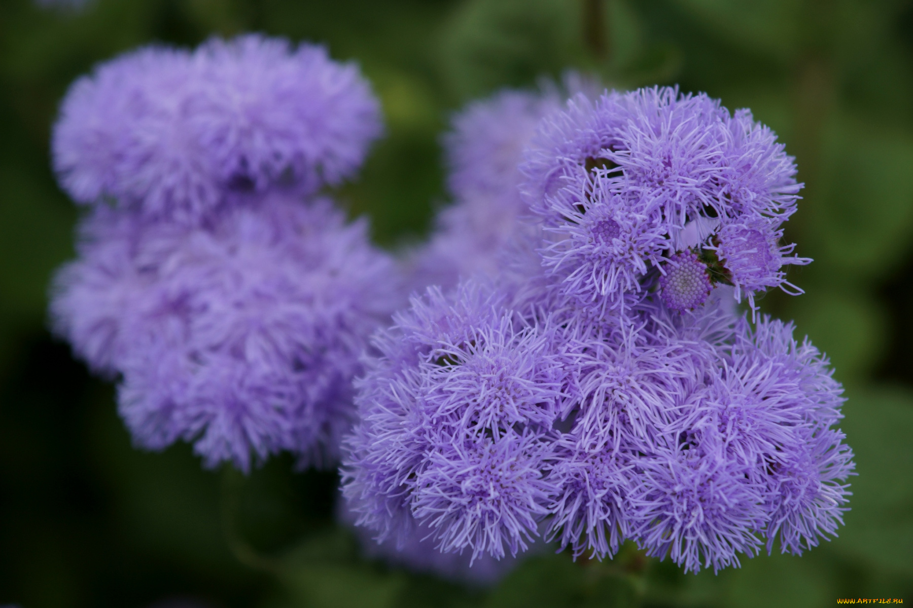 цветы, агератум, сиреневый, пушистый