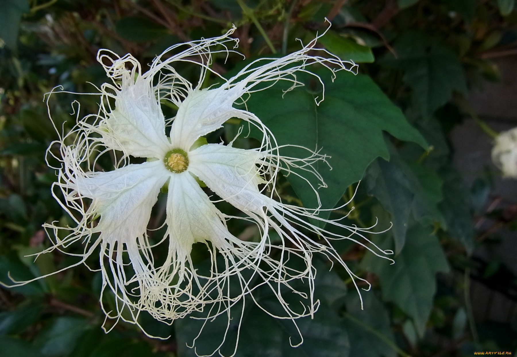 цветы, оригинальный, белый