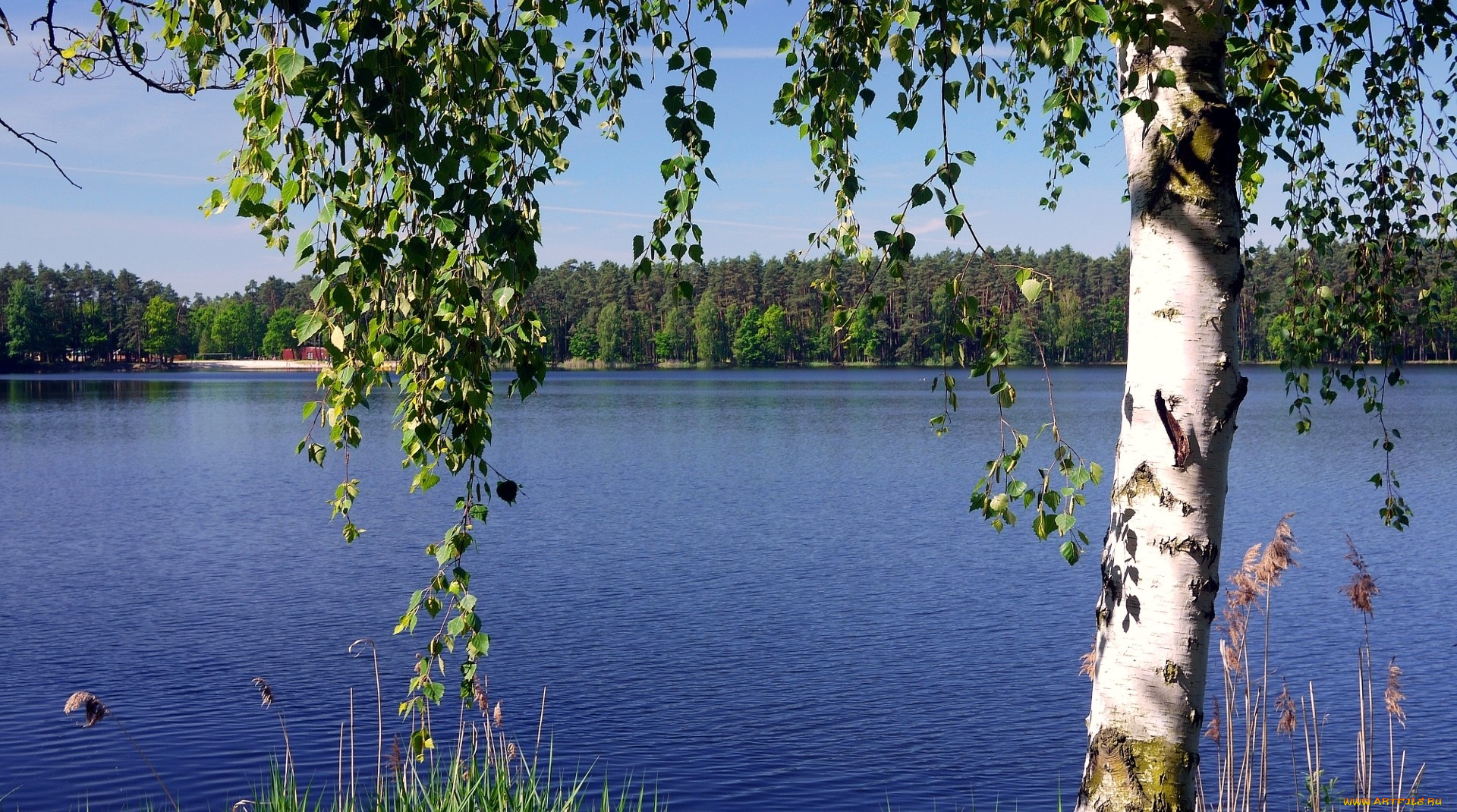 природа, реки, озера, береза, вода