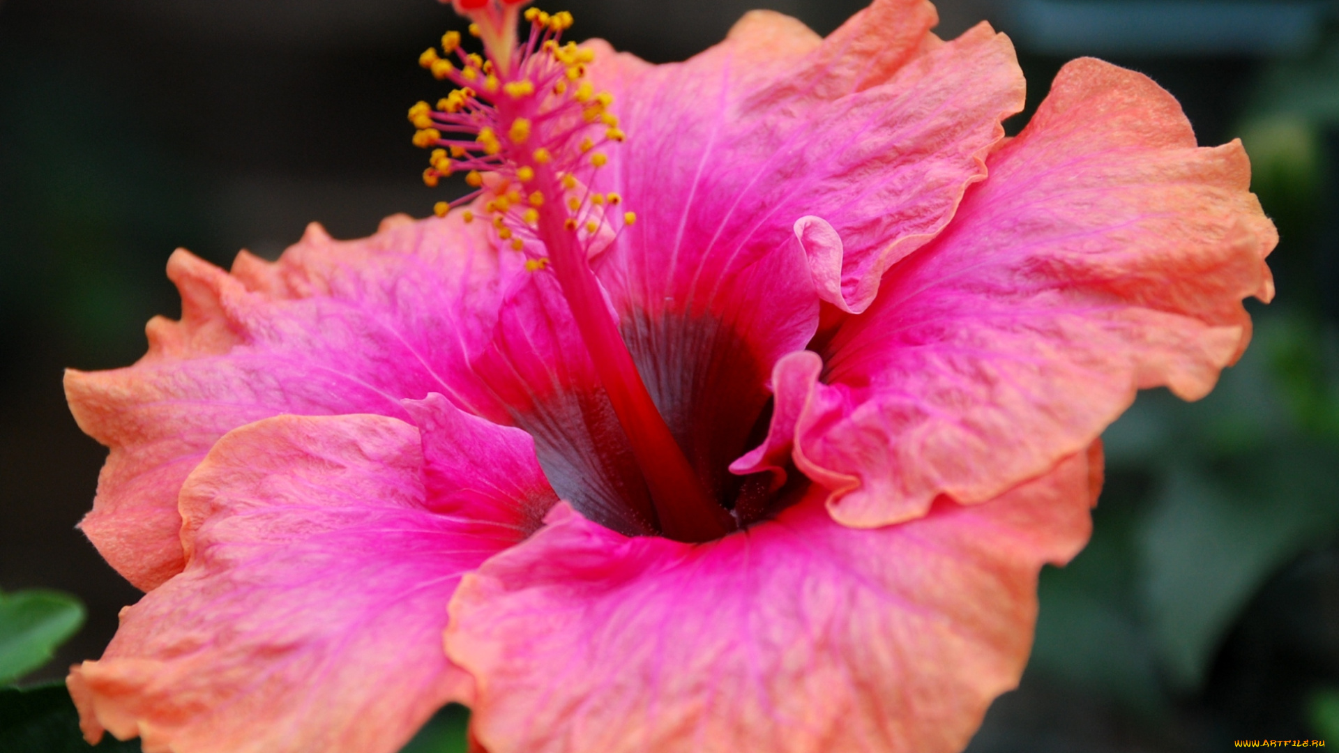 цветы, гибискусы, экзотика, лепестки