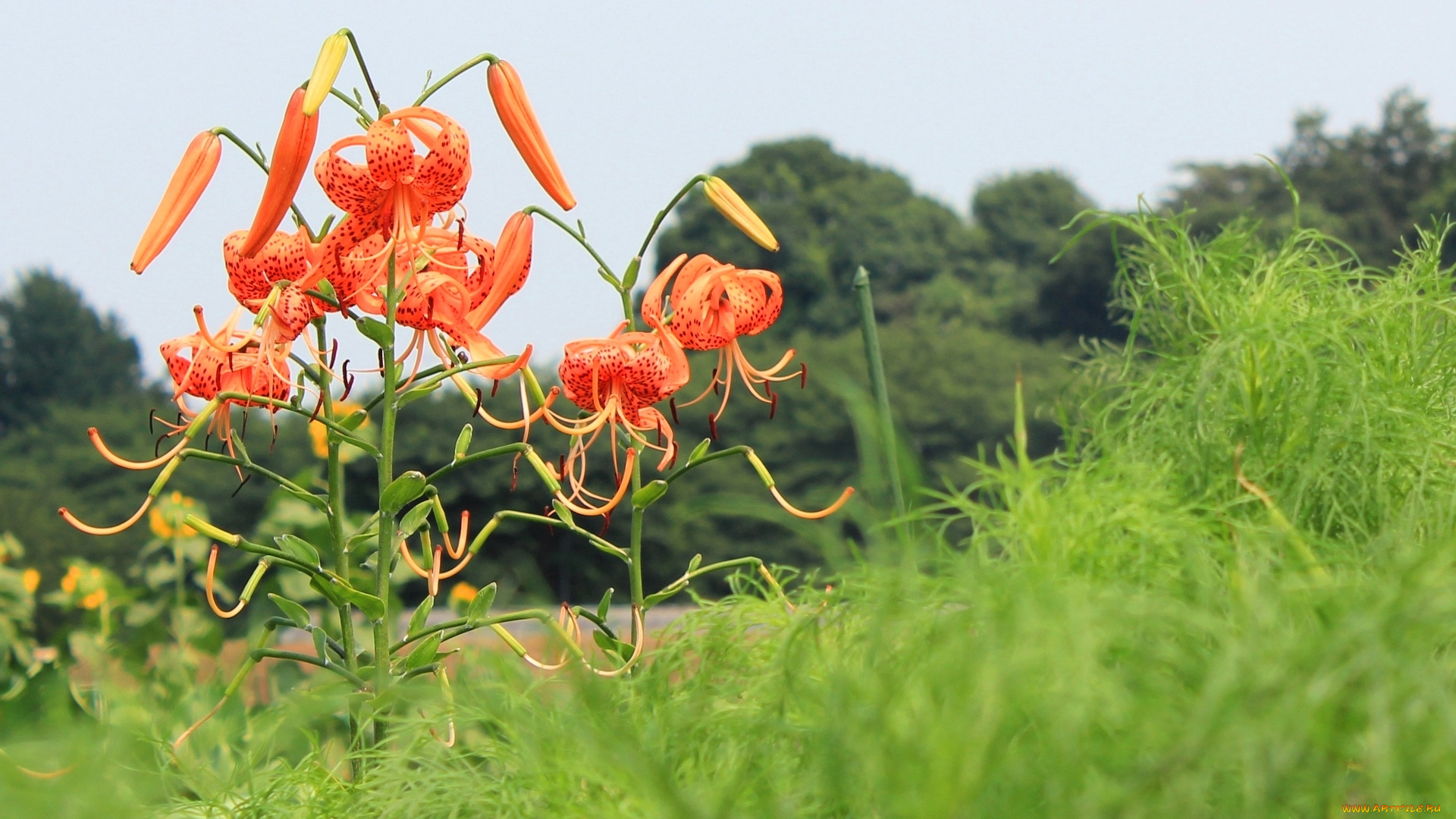 цветы, лилии, лилейники