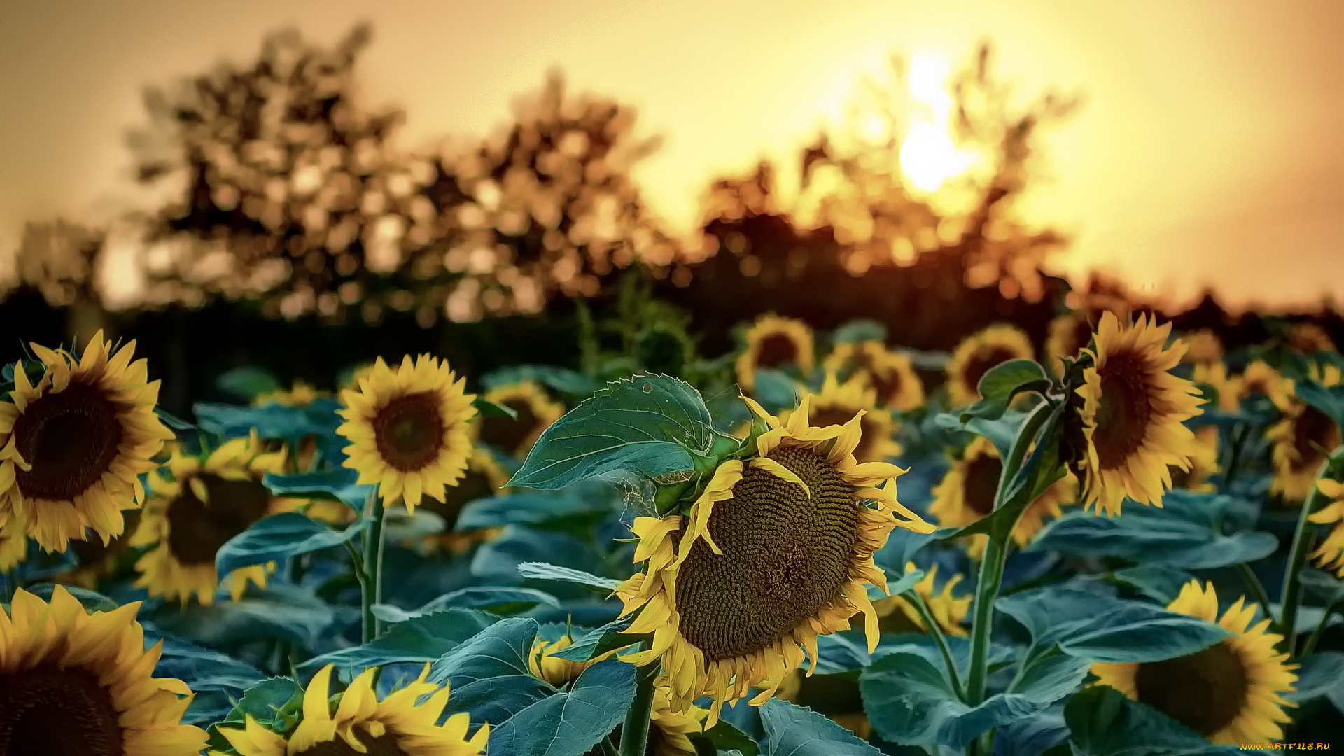 цветы, подсолнухи, природа, лето