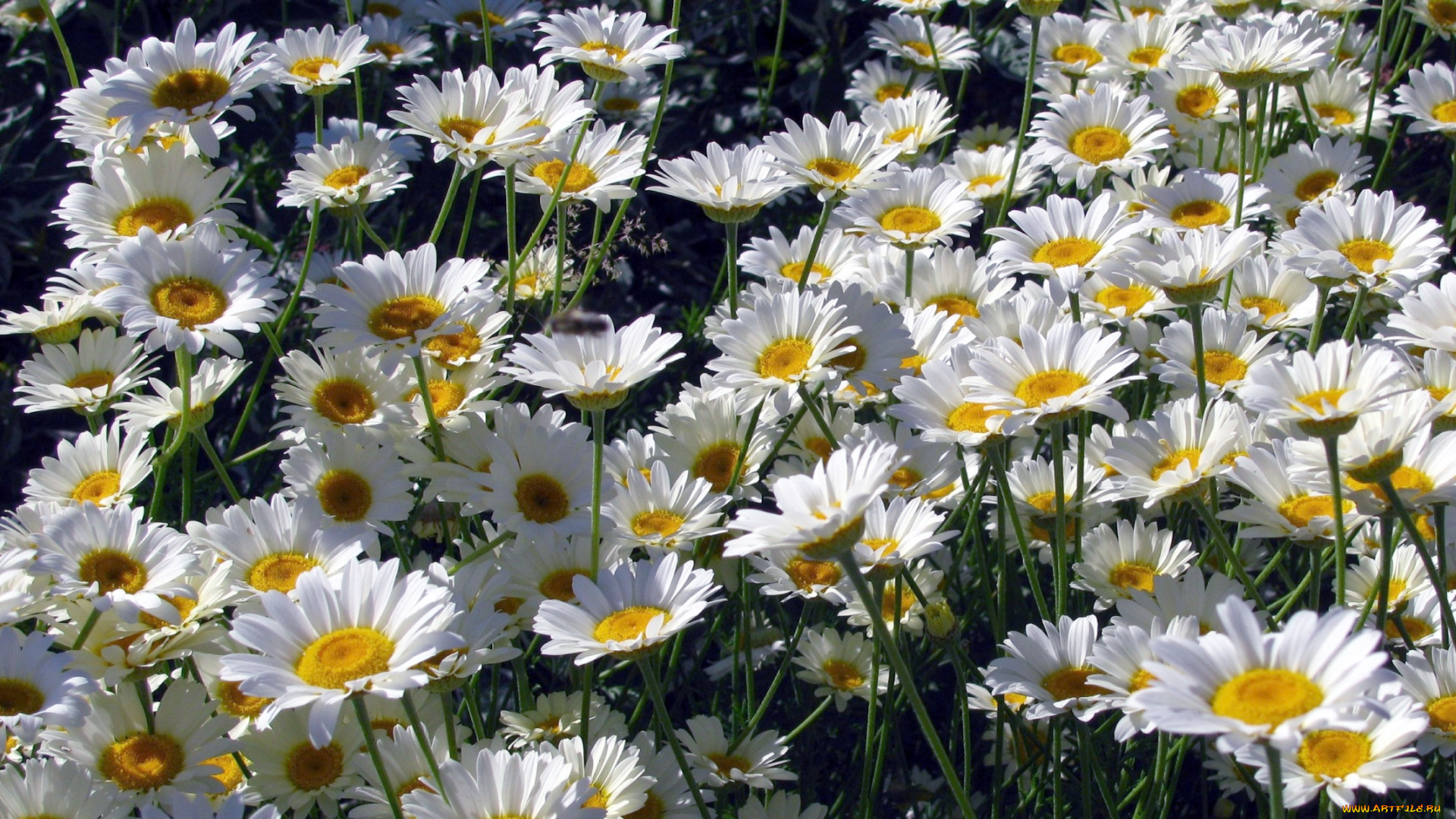 цветы, ромашки, белый, лепестки