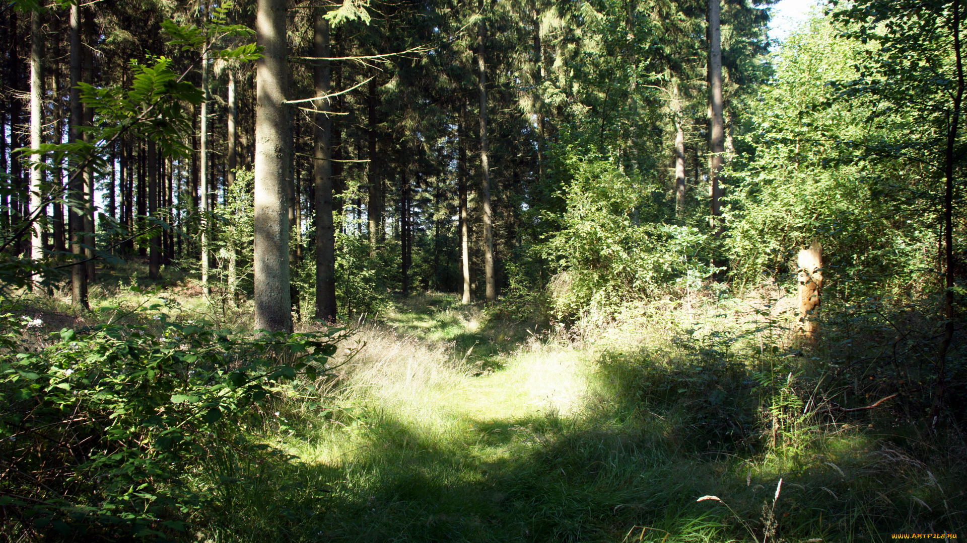 дания, krusа, природа, лес