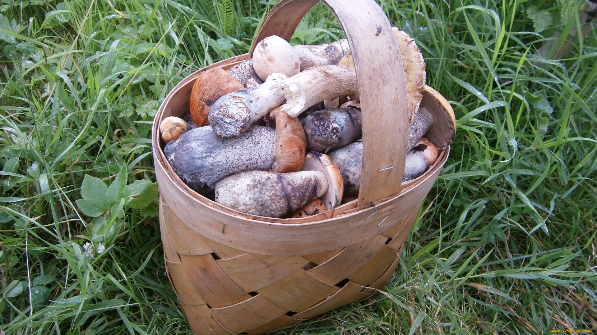 еда, грибы, грибные, блюда, книги, свет, нижнее, белье, оружие, туфли, постель, девушка