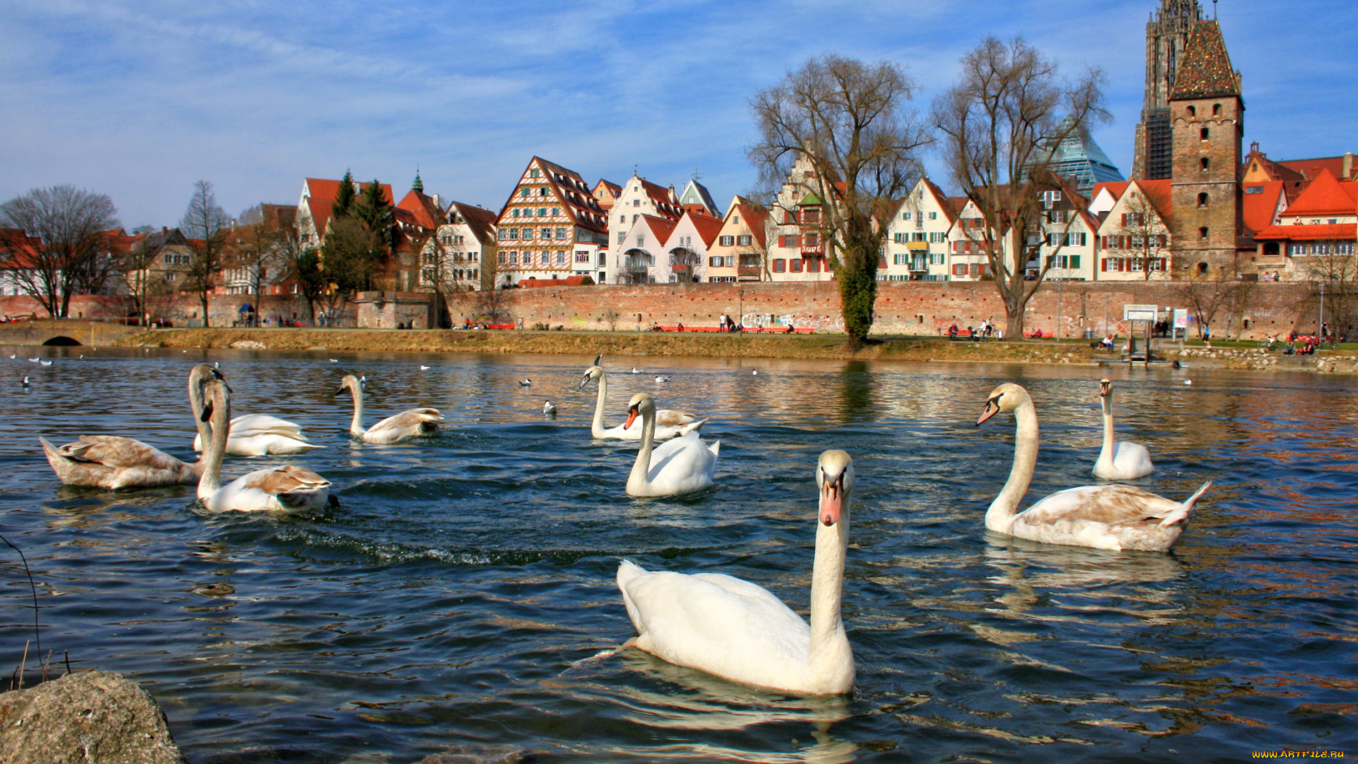германия, бавария, ной, ульм, животные, лебеди, ной-ульм