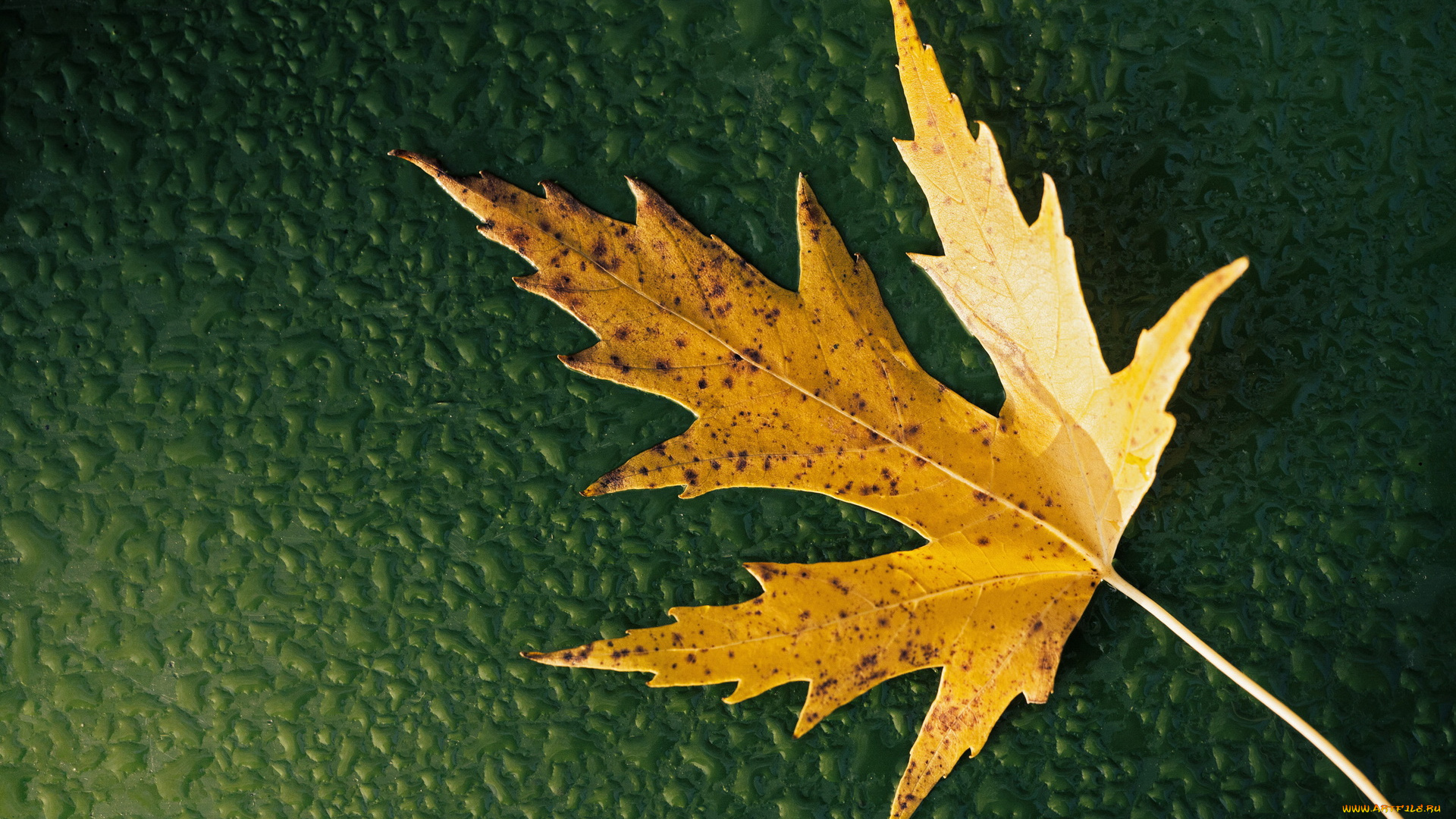 природа, листья, лист, клен, осень