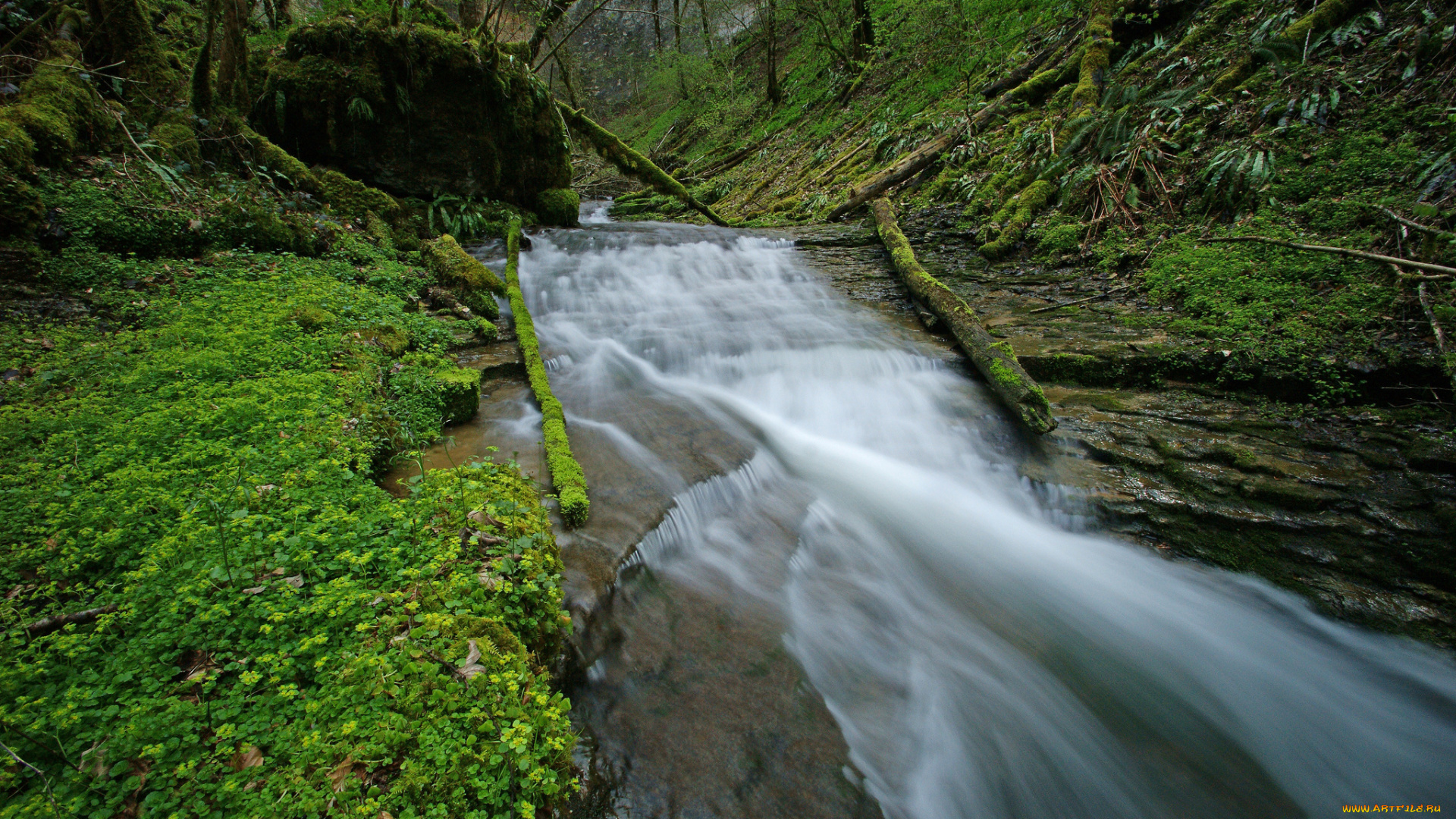 природа, реки, озера, трава, река, лес, поток