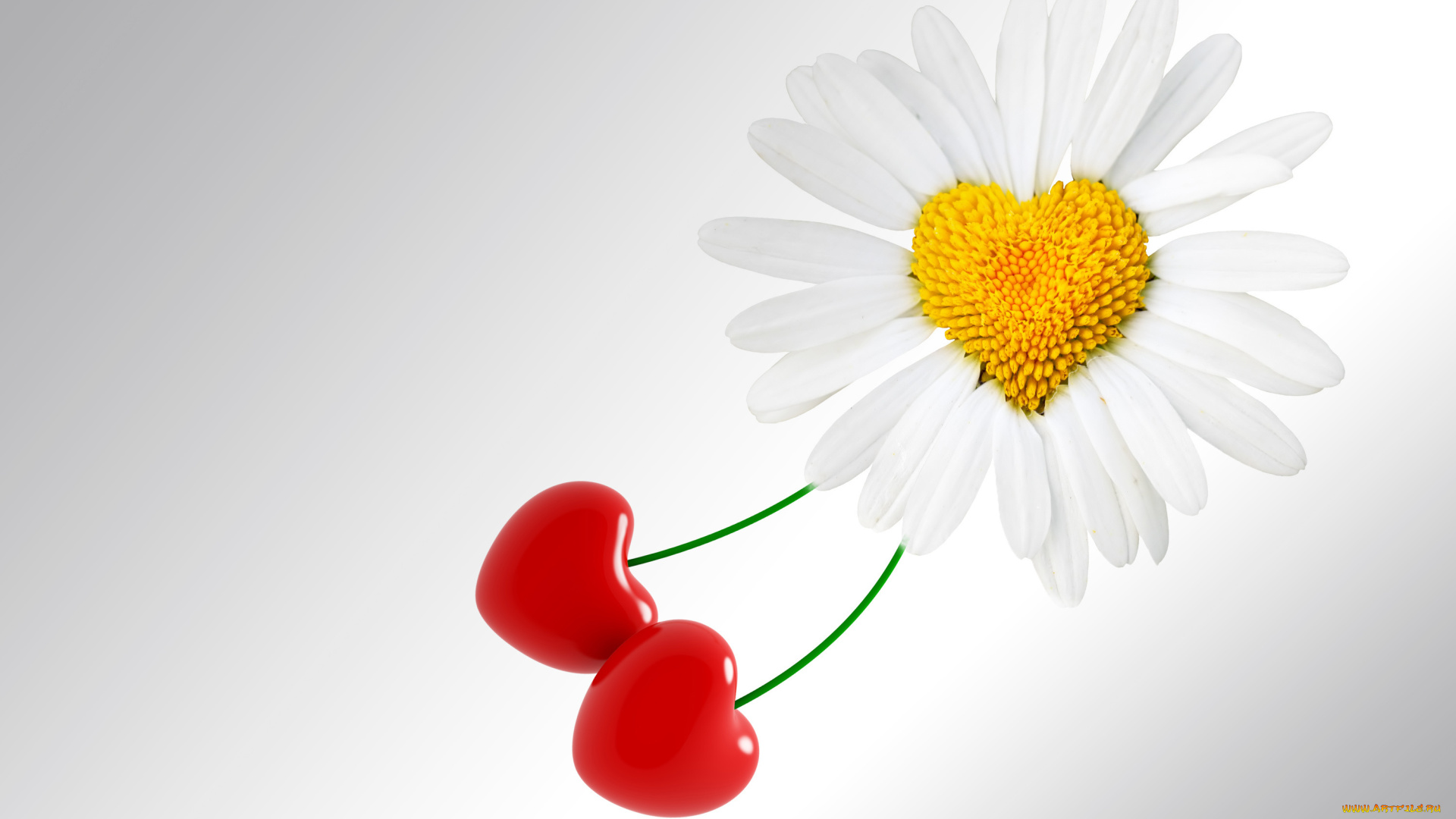 разное, компьютерный, дизайн, ромашка, вишня