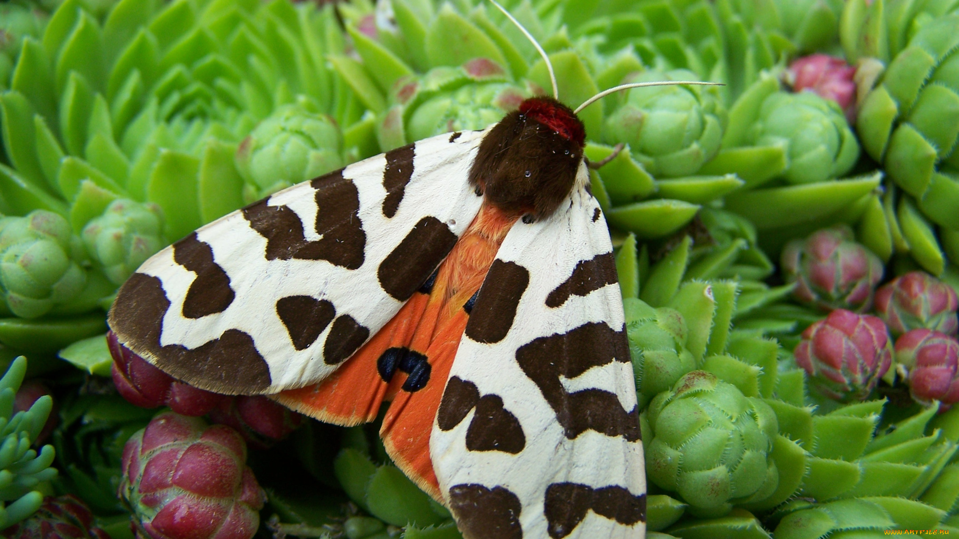 животные, бабочки, бабочка