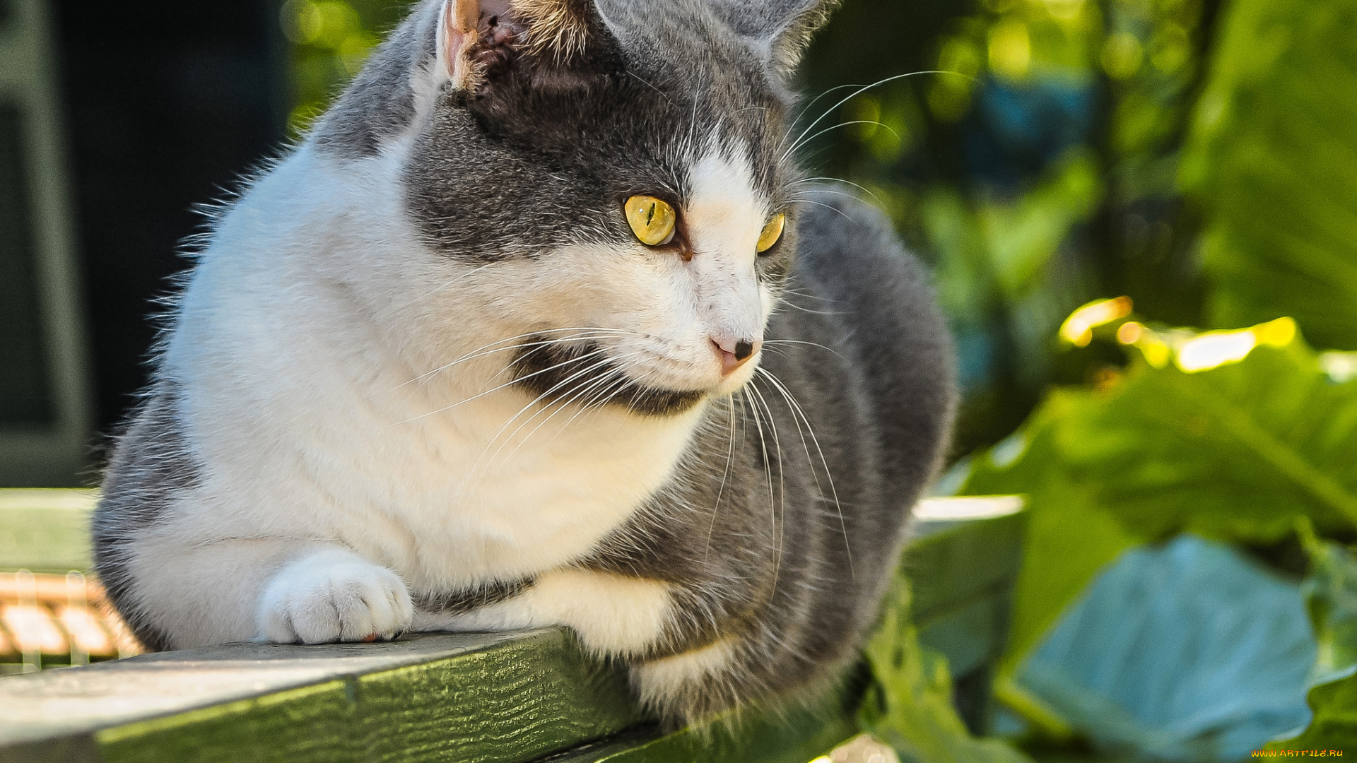 животные, коты, котэ