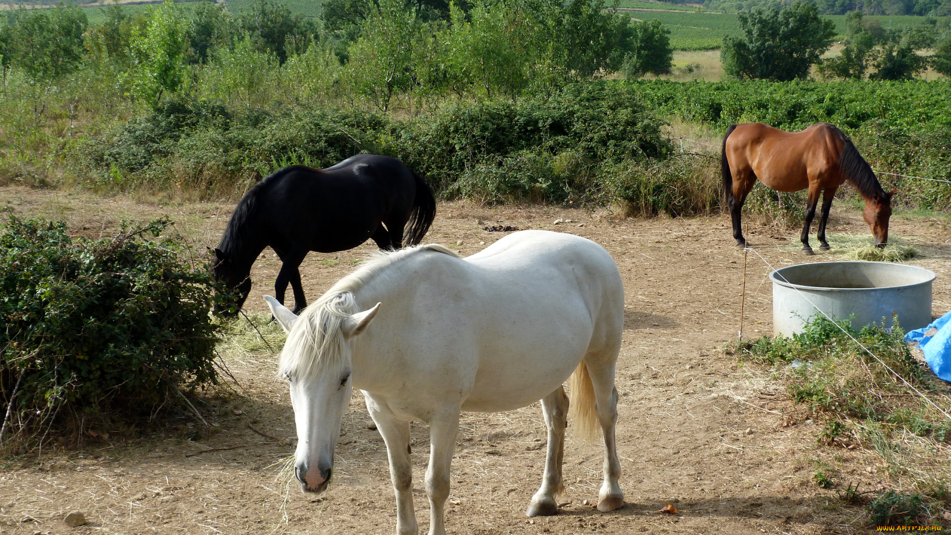 животные, лошади