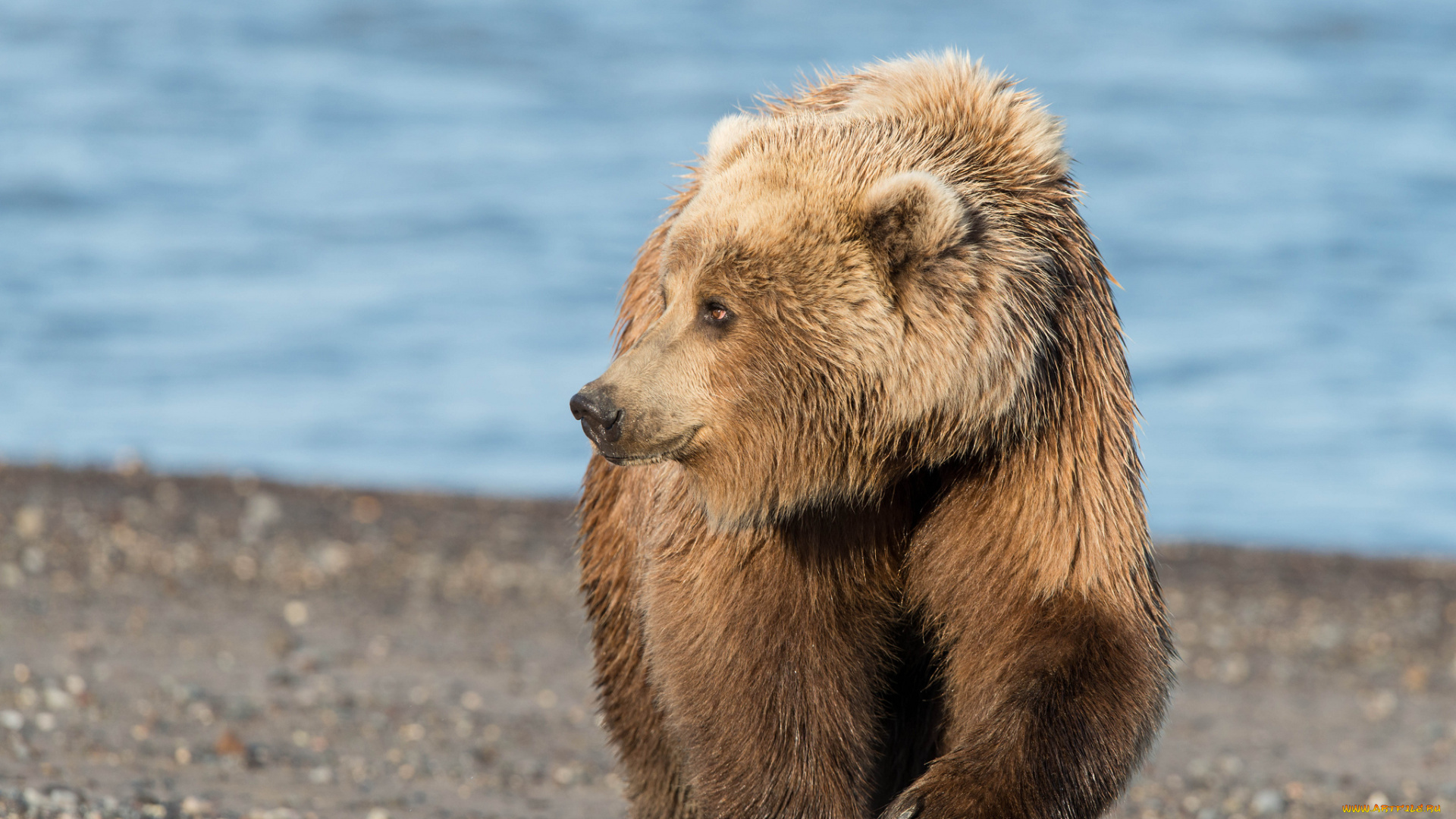 животные, медведи, топтыгин