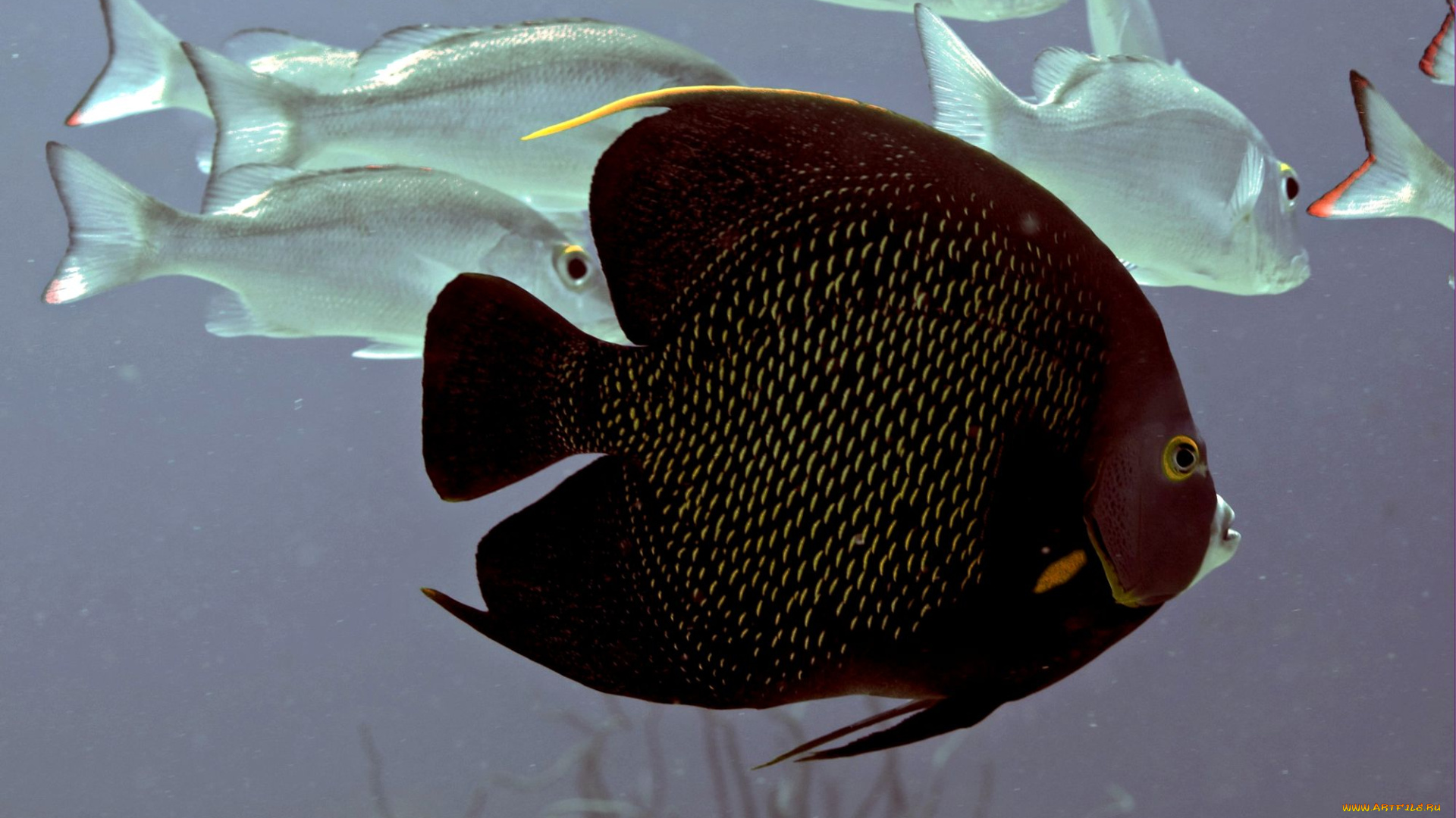 животные, рыбы, черный, плавники