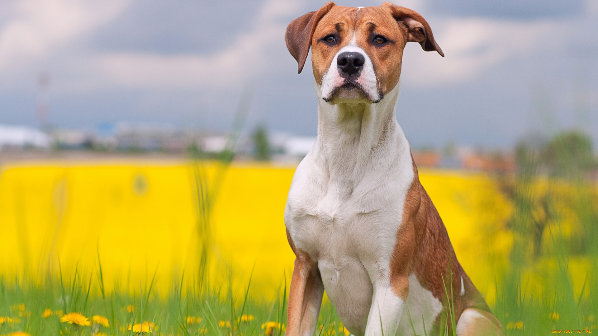 животные, собаки, собака, лето