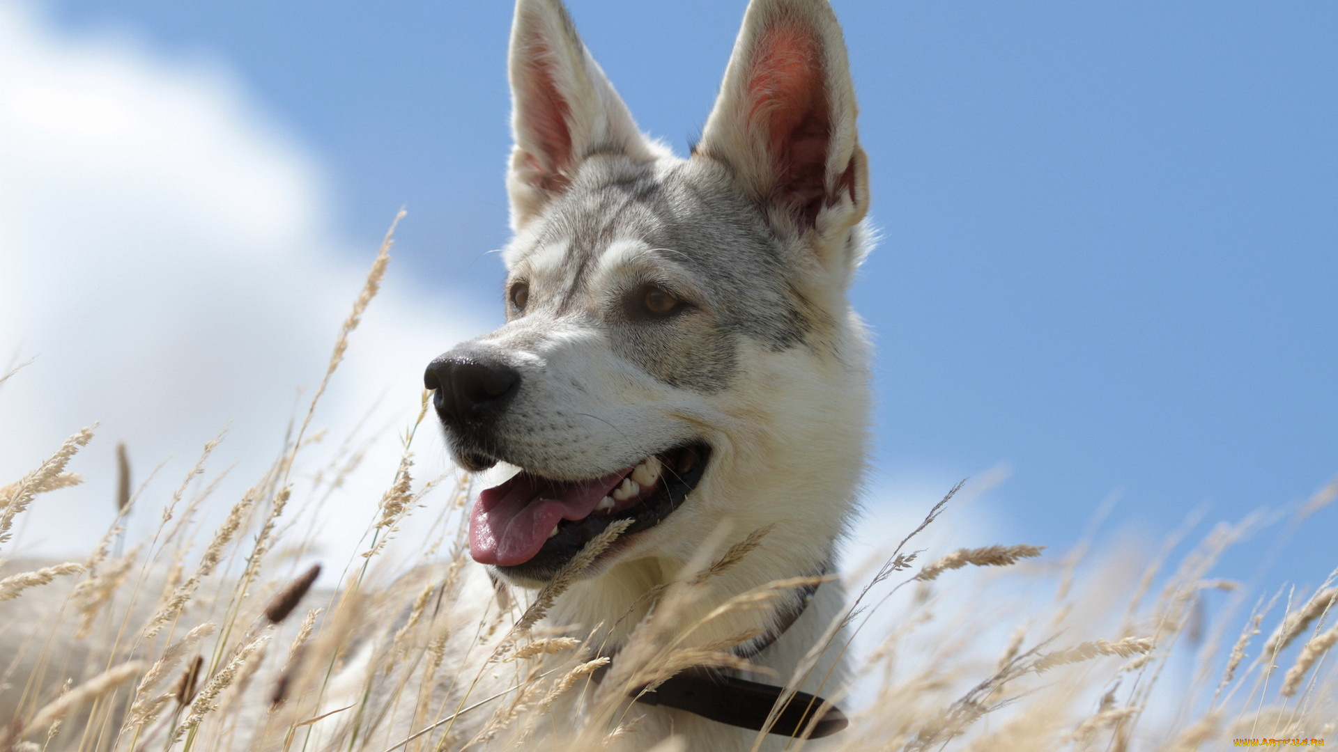 животные, собаки, собака, взгляд