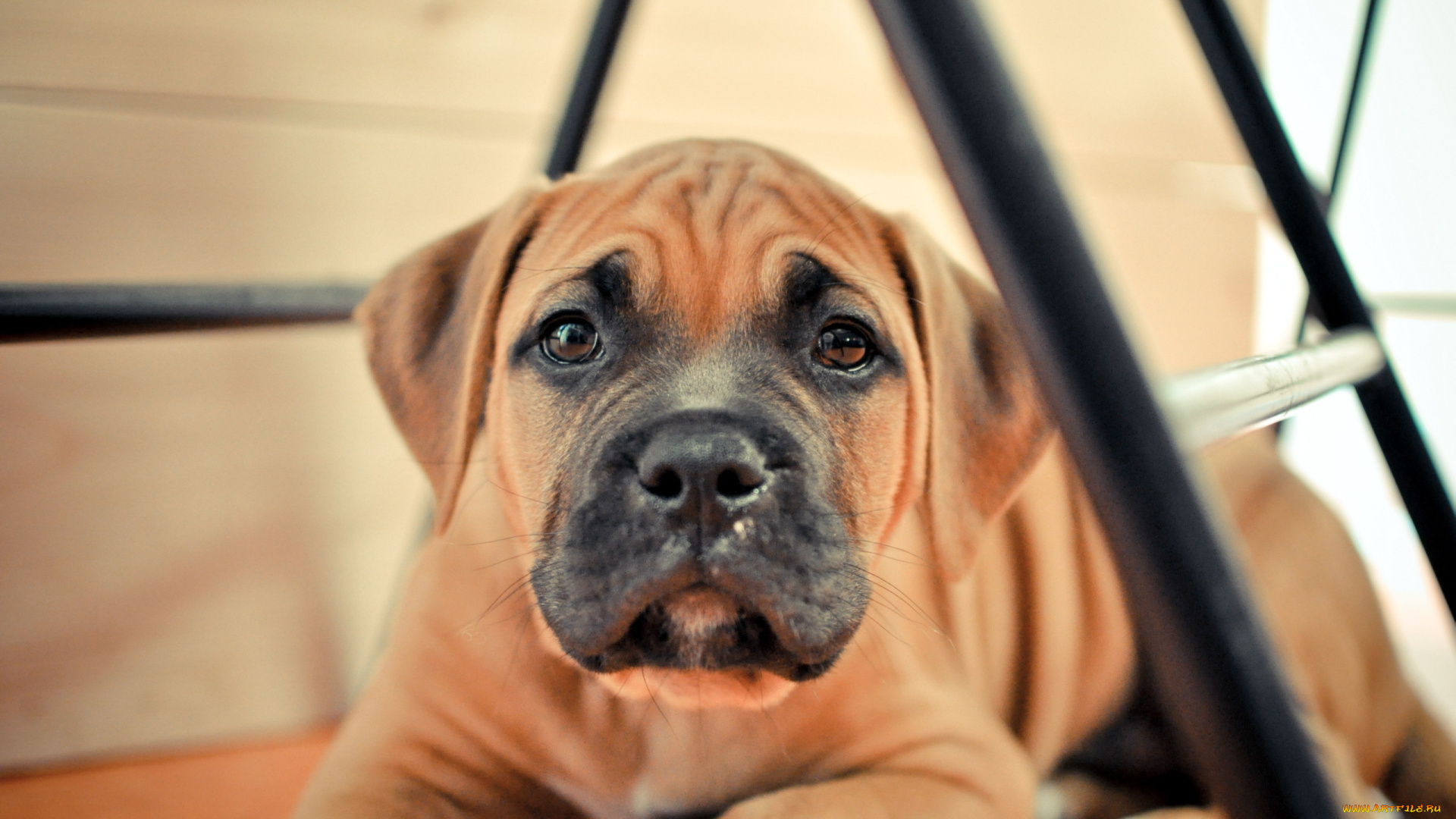 животные, собаки, собака, взгляд