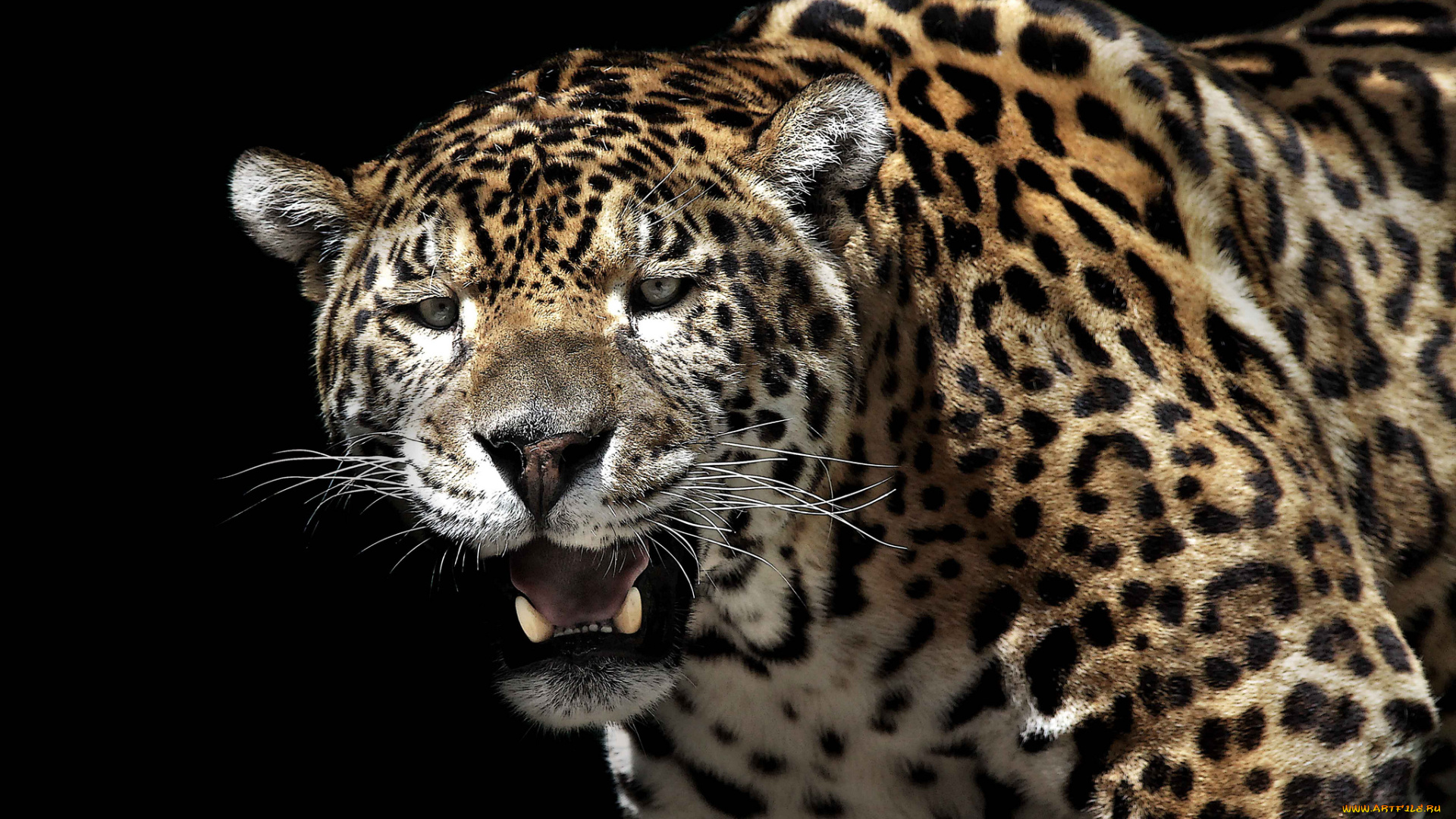 животные, Ягуары, кошка, хищник