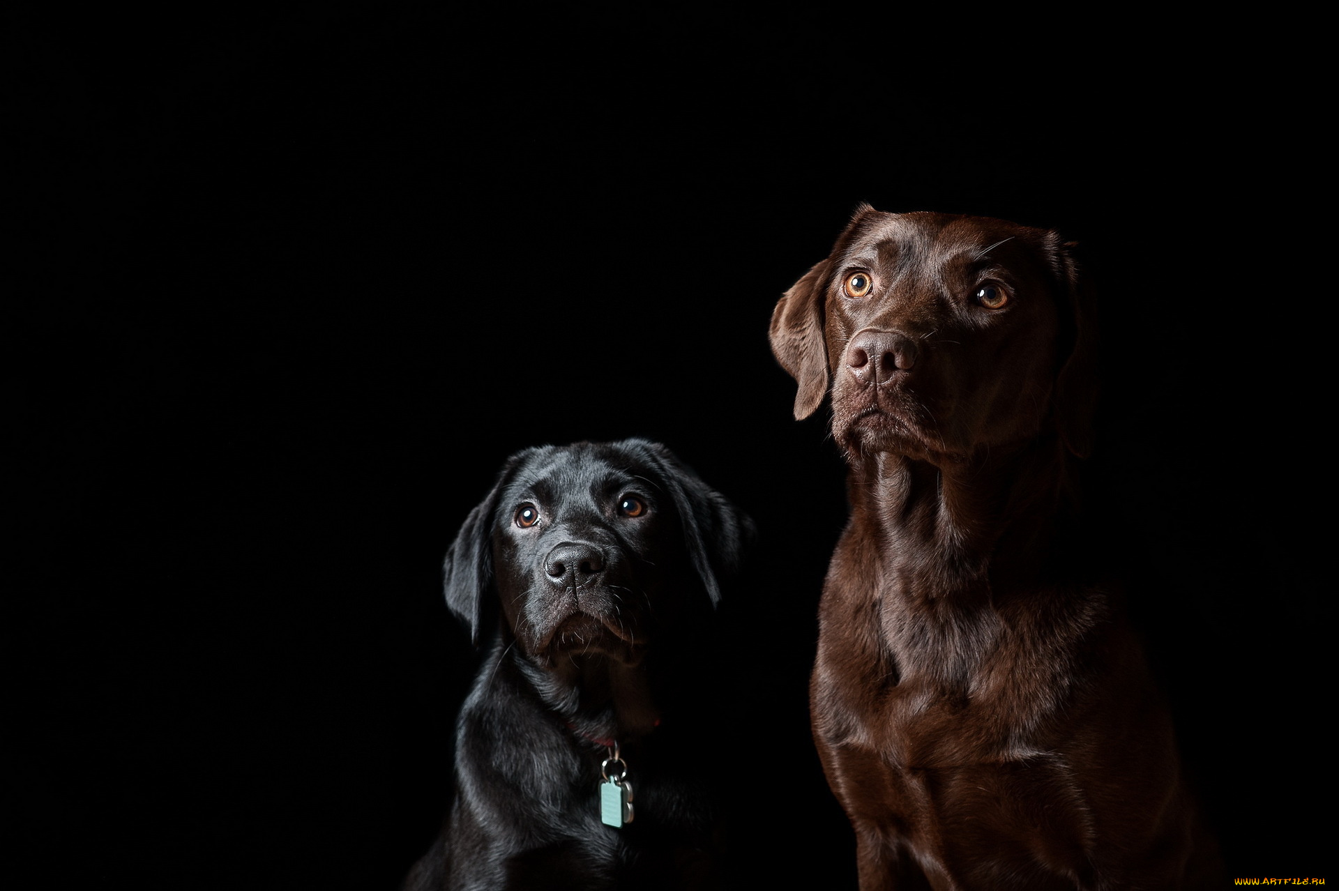 животные, собаки, друзья, фон