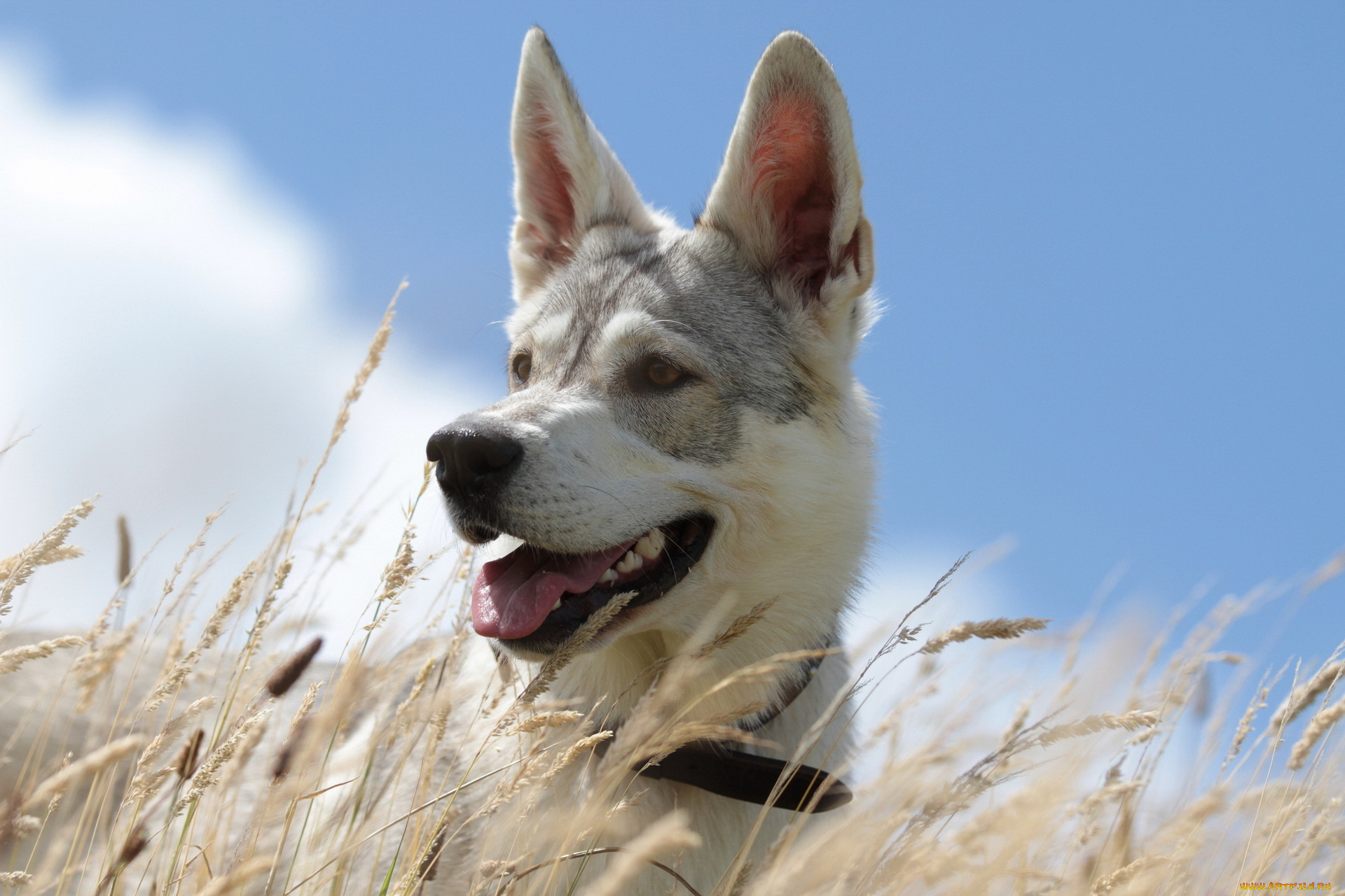 животные, собаки, собака, взгляд
