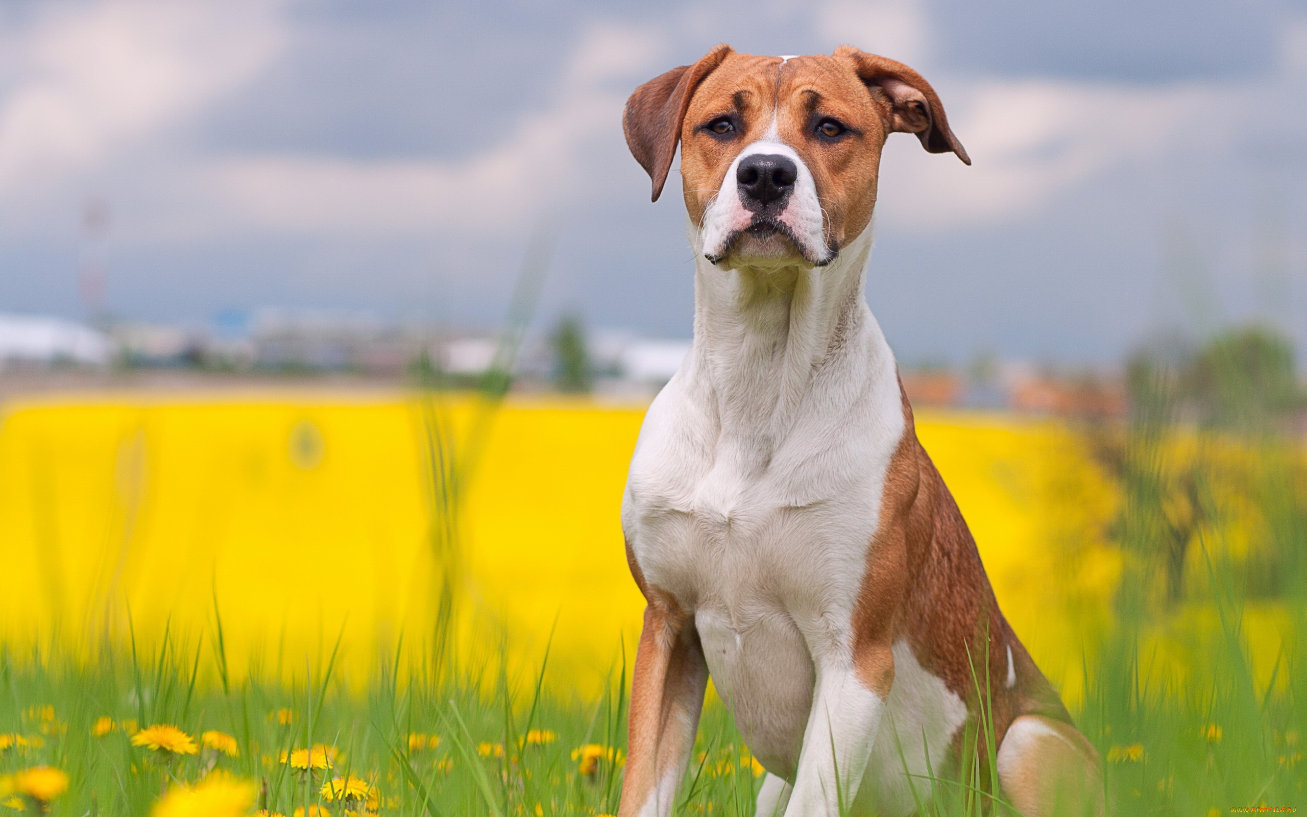 животные, собаки, собака, лето