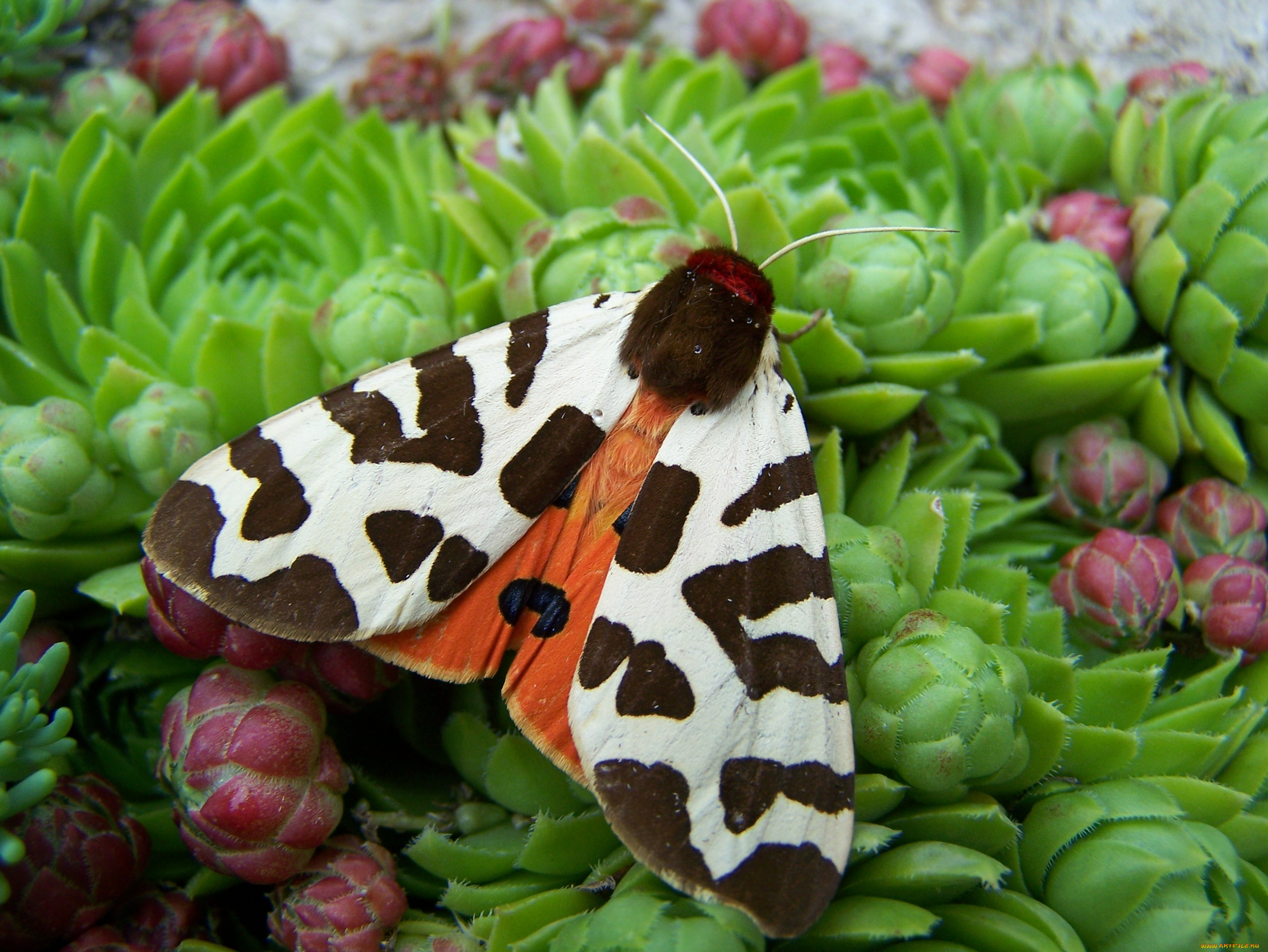 животные, бабочки, бабочка