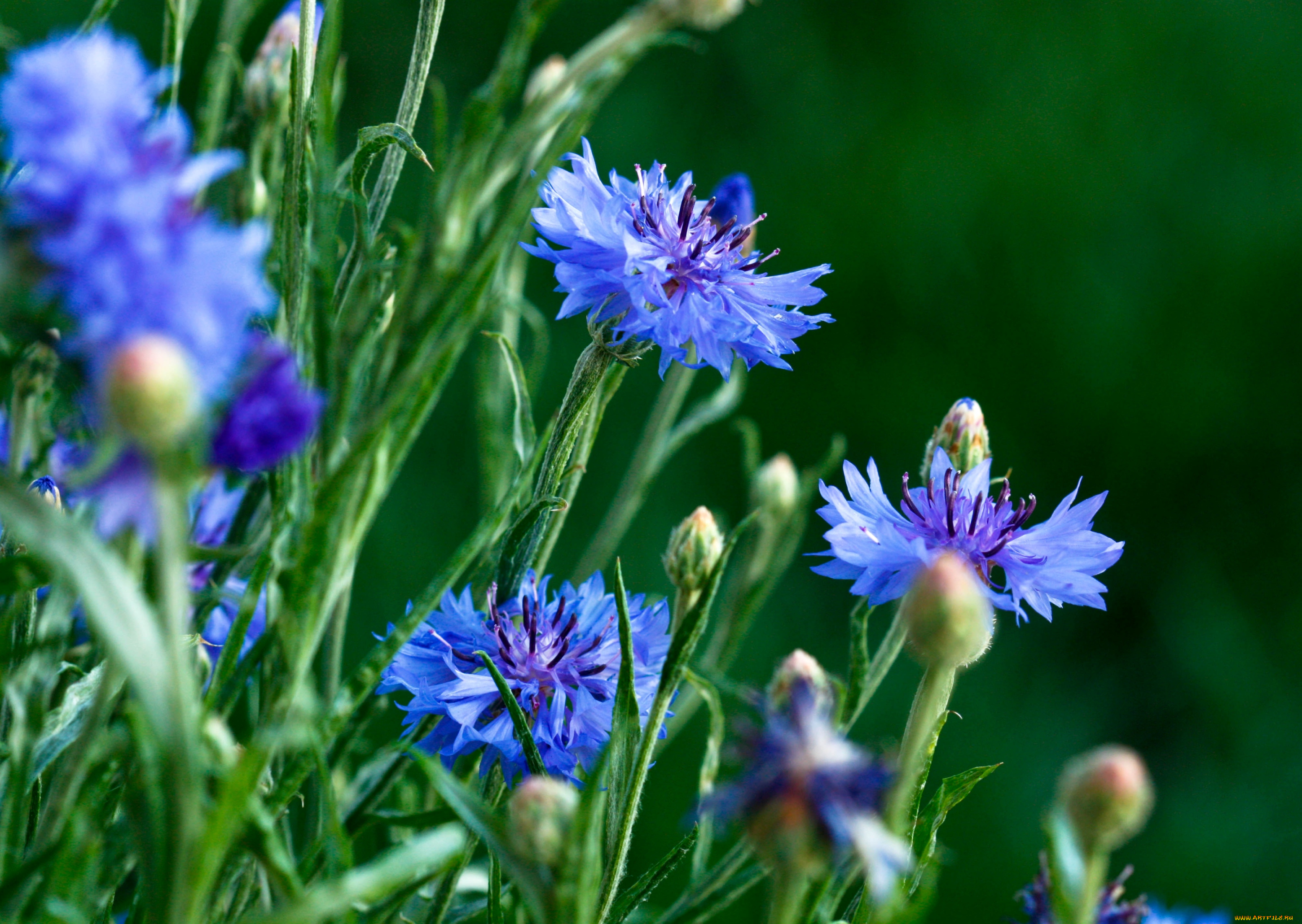 цветы, васильки, синий