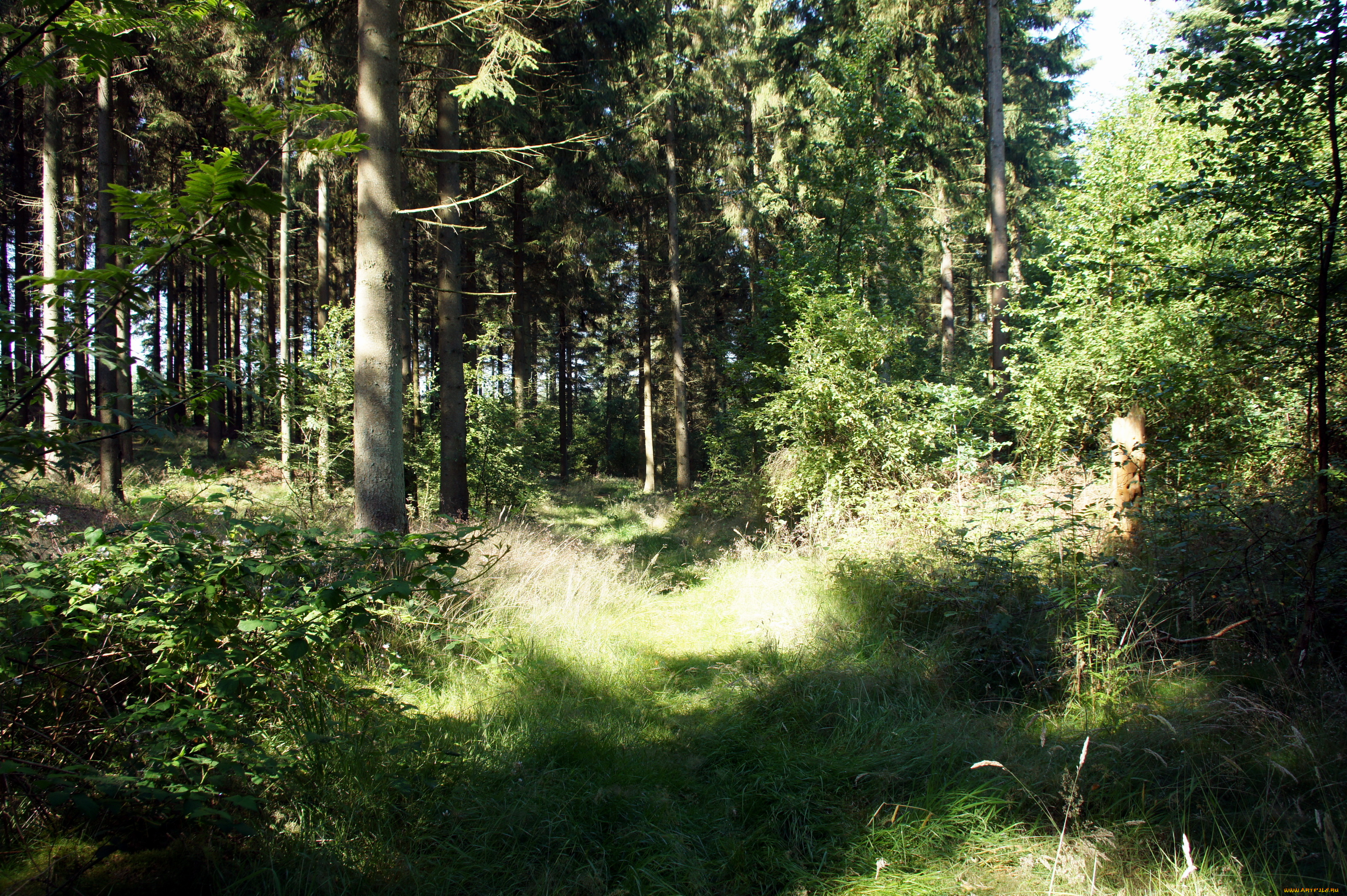 дания, krusа, природа, лес