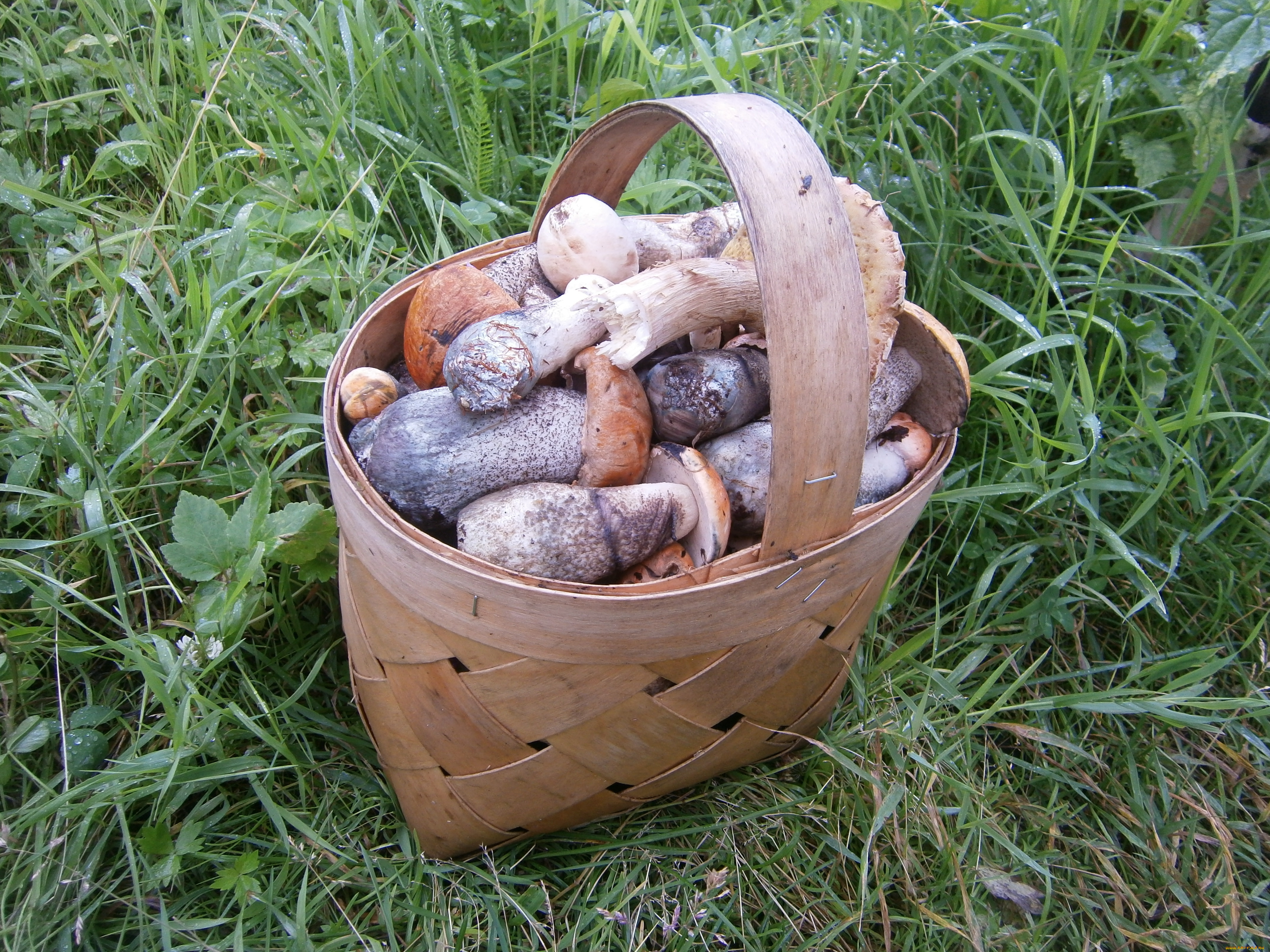 еда, грибы, грибные, блюда, книги, свет, нижнее, белье, оружие, туфли, постель, девушка