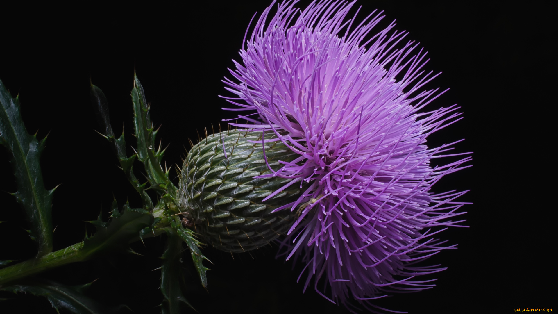 цветы, Чертополох, репейник, макро, чертополох