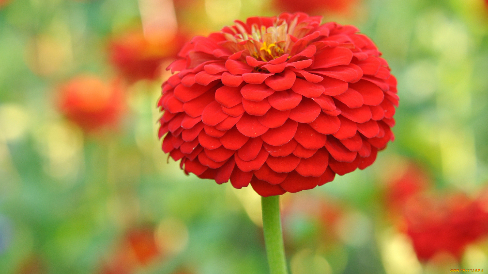 цветы, цинния, красный