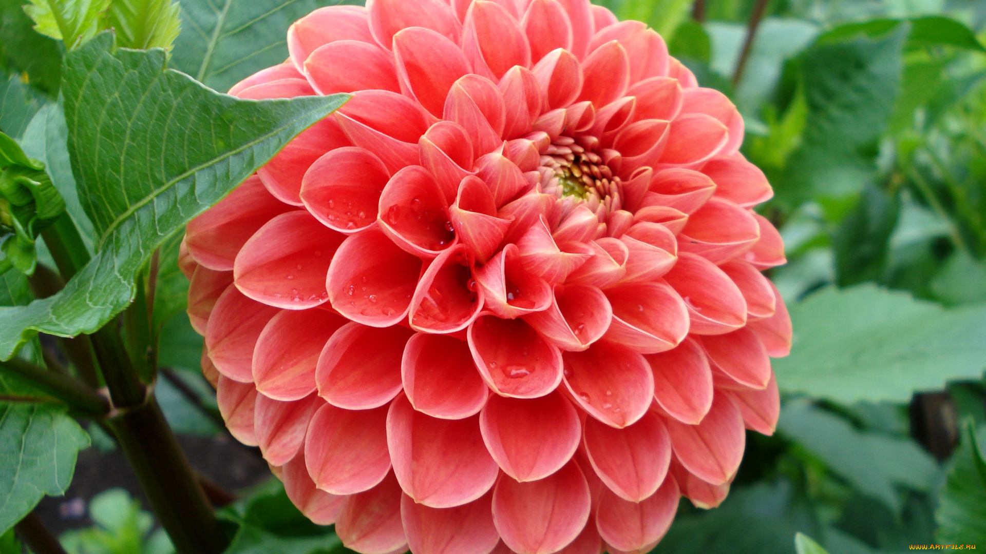 цветы, георгины, круглый, красный