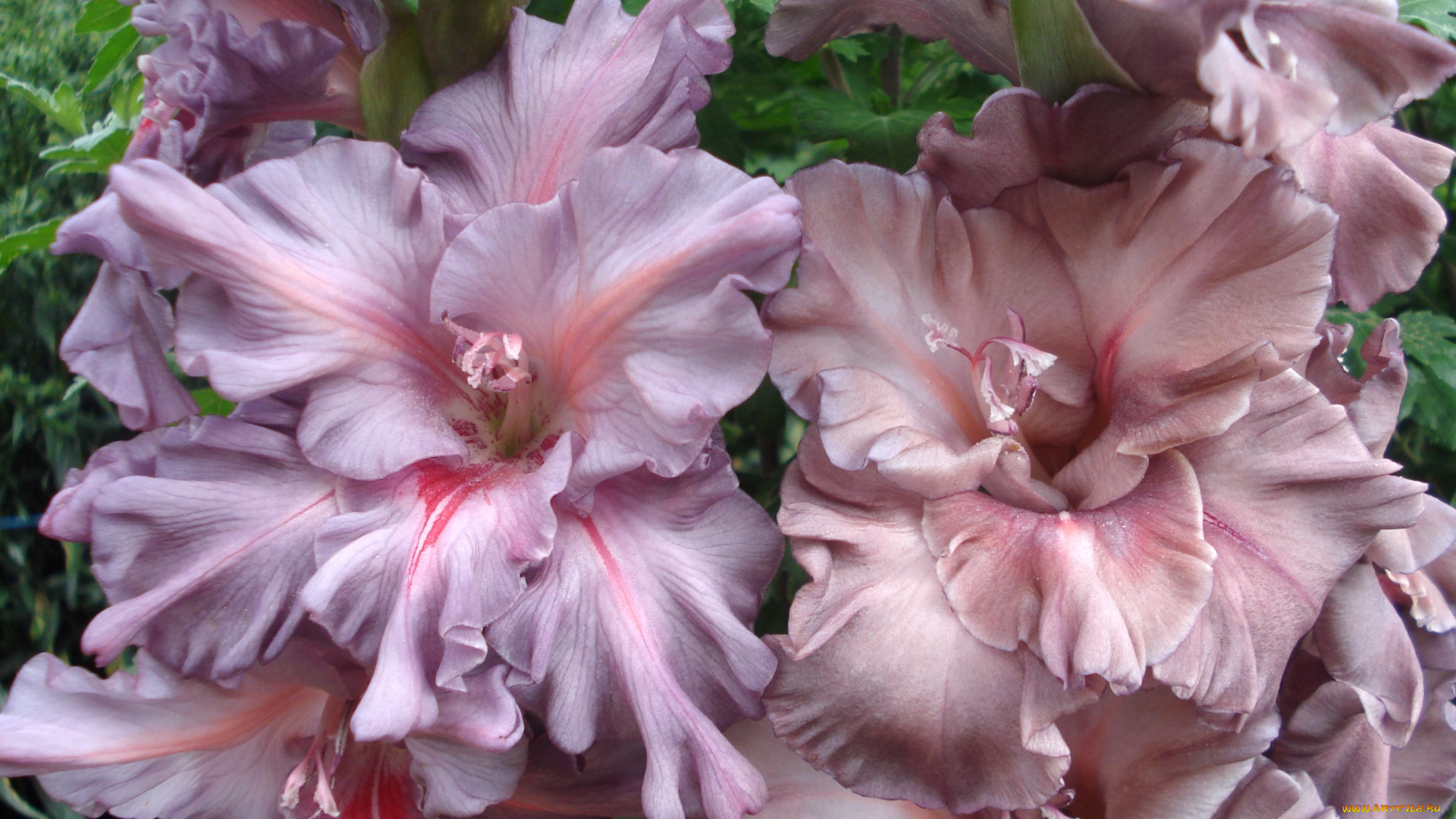 цветы, гладиолусы, макро