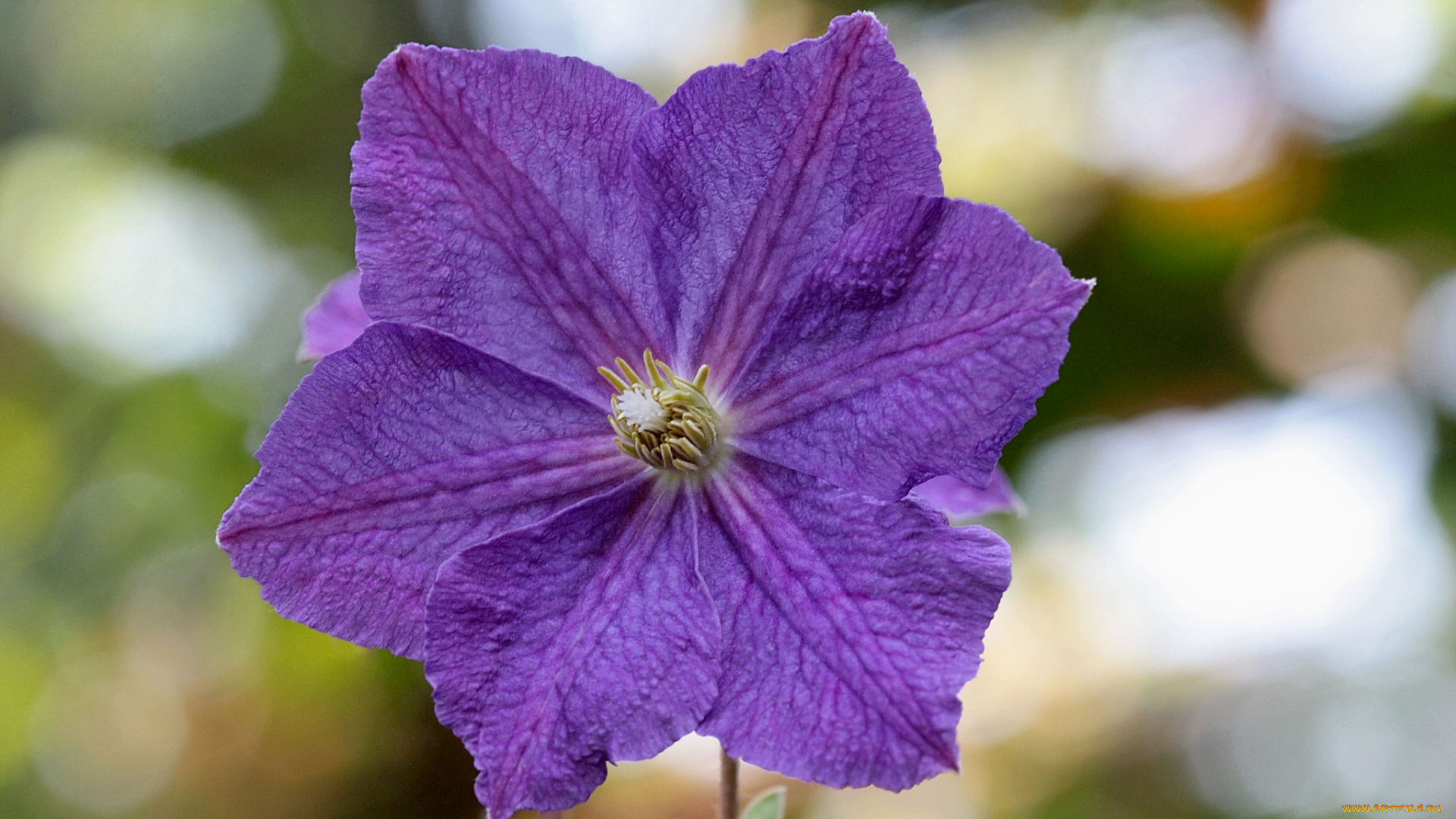 цветы, клематис, ломонос, макро, фиолетовый