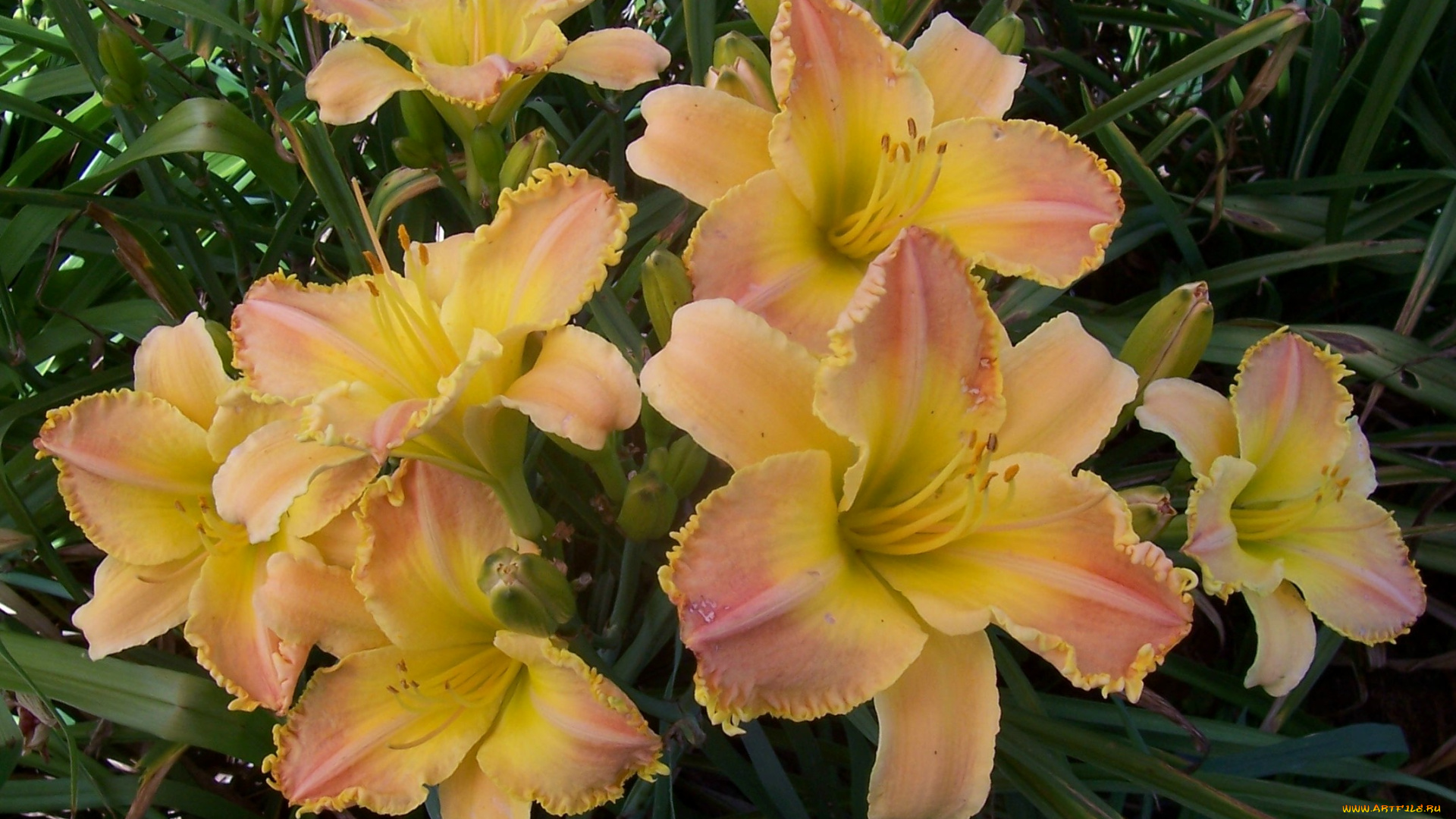 цветы, лилии, лилейники, лепестки, листья