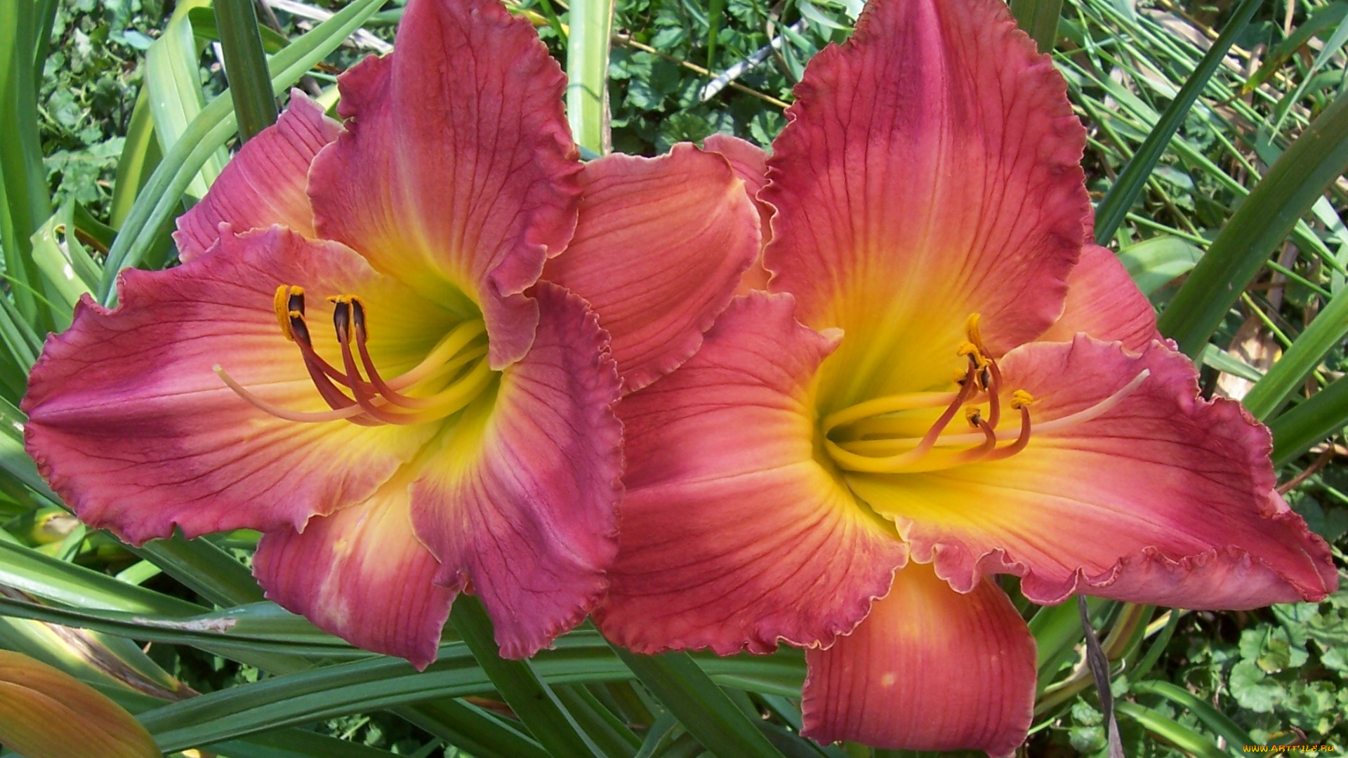 цветы, лилии, лилейники, листья, лепестки