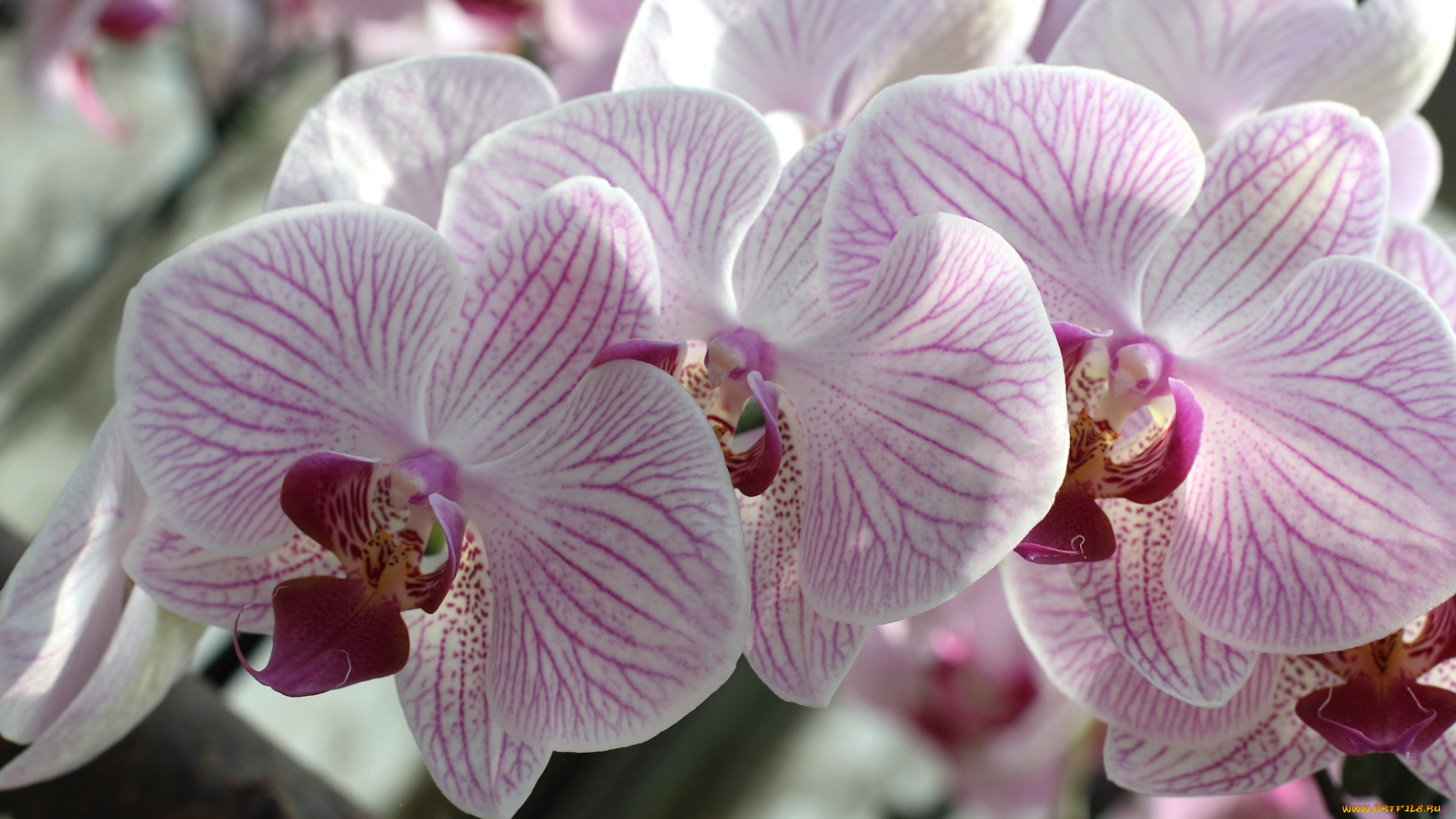 цветы, орхидеи, розовый