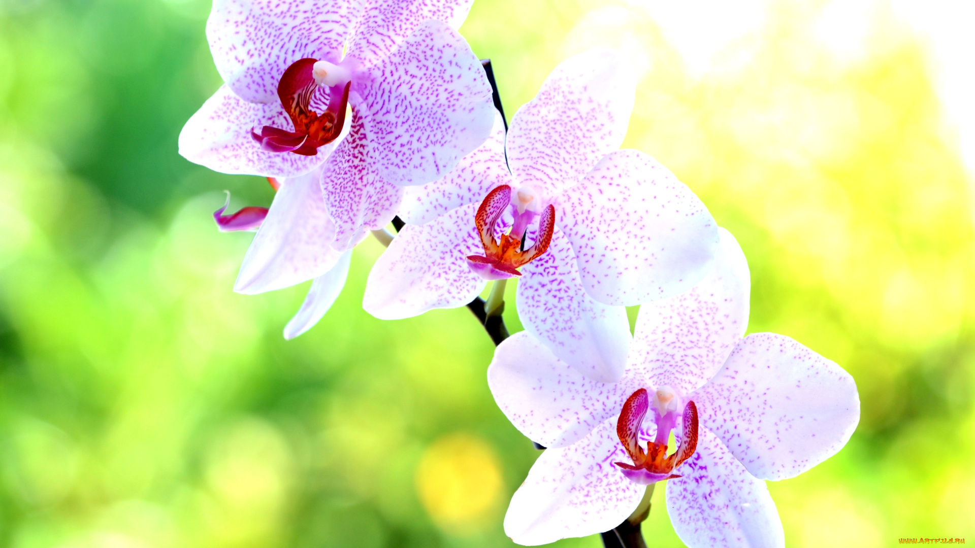 цветы, орхидеи, розовый, ветка