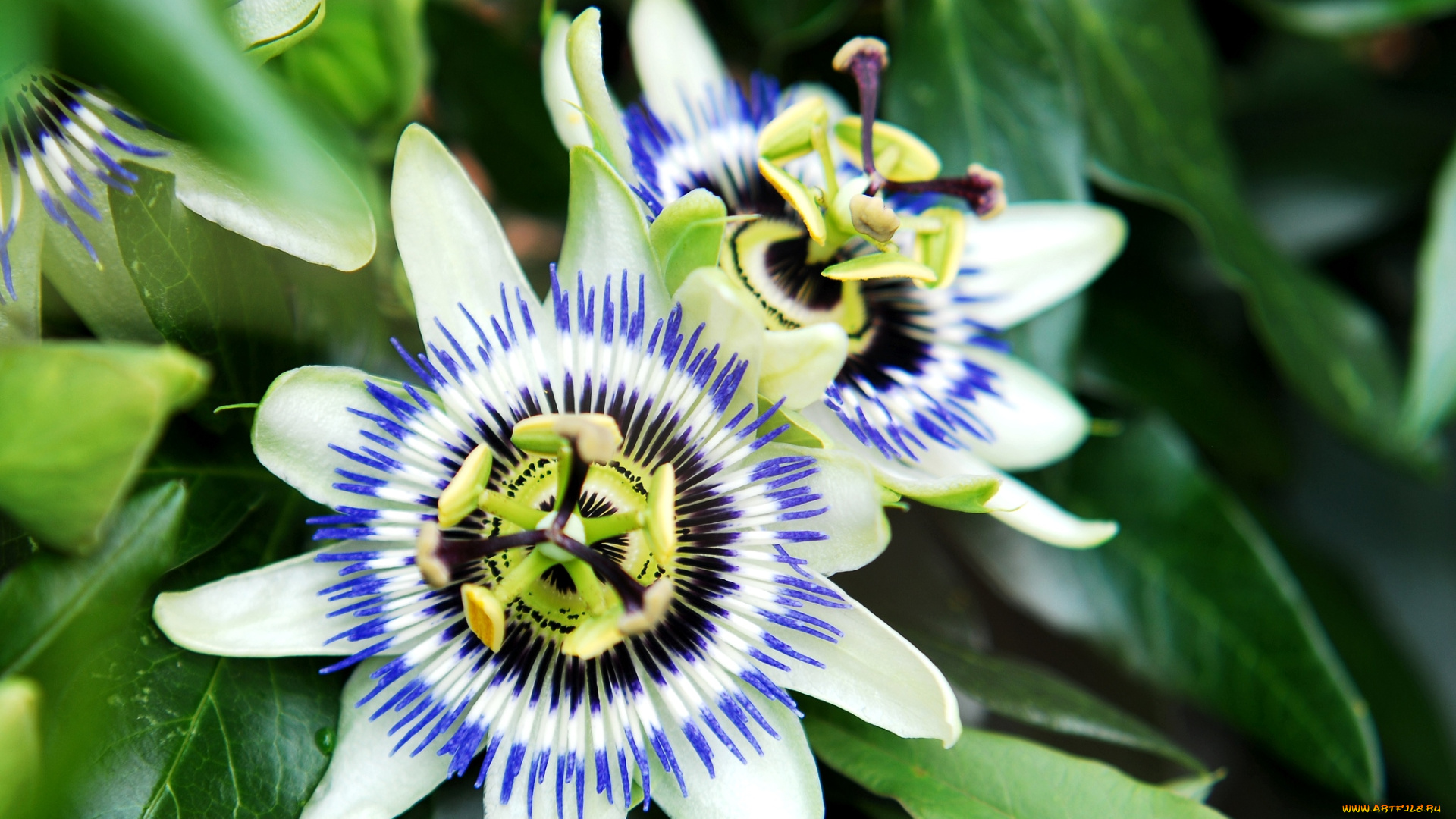 цветы, пассифлора, экзотика