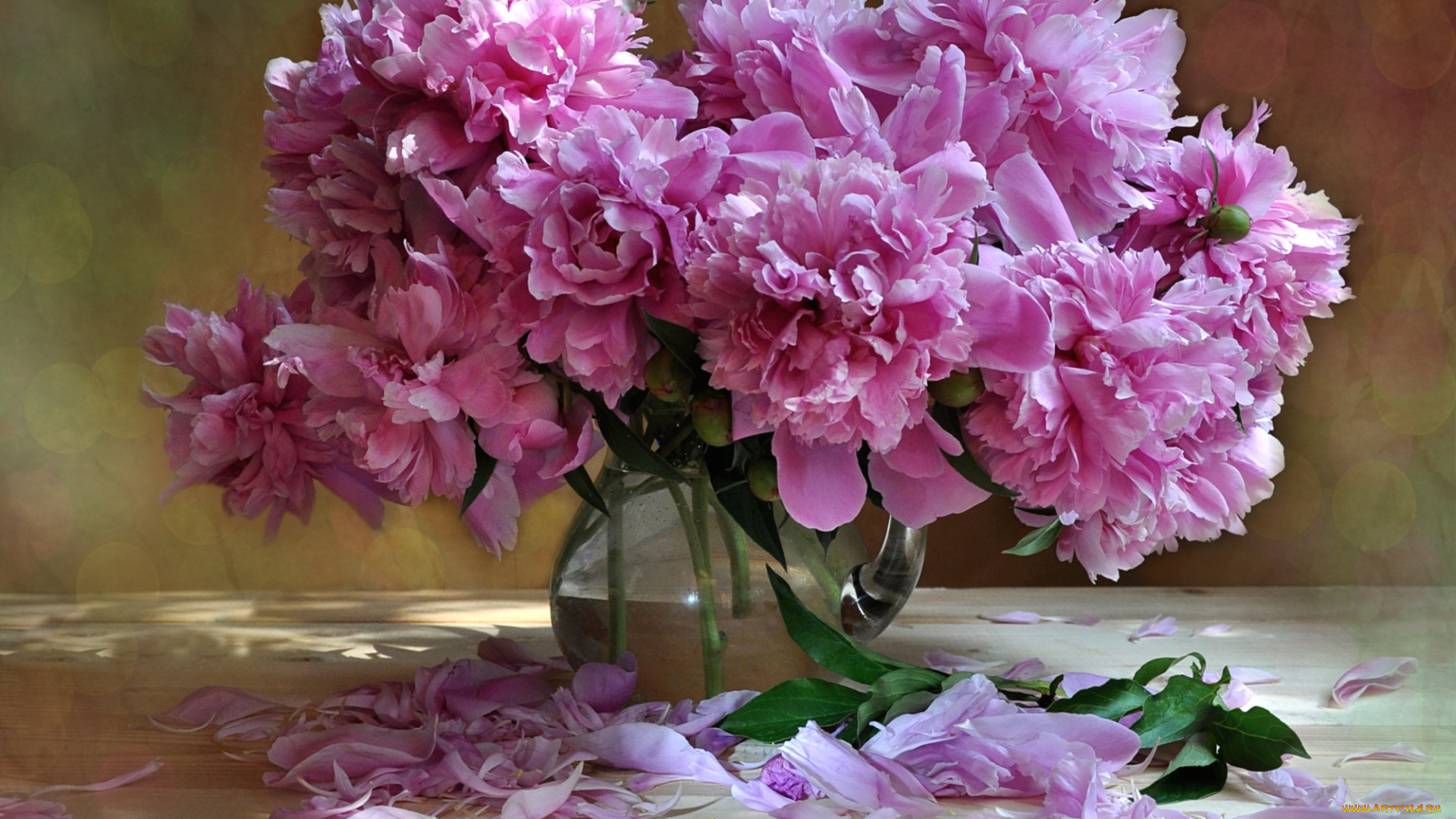 цветы, пионы, лепестки, букет