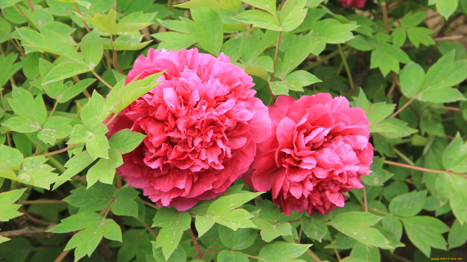 цветы, пионы, лепестки, листья