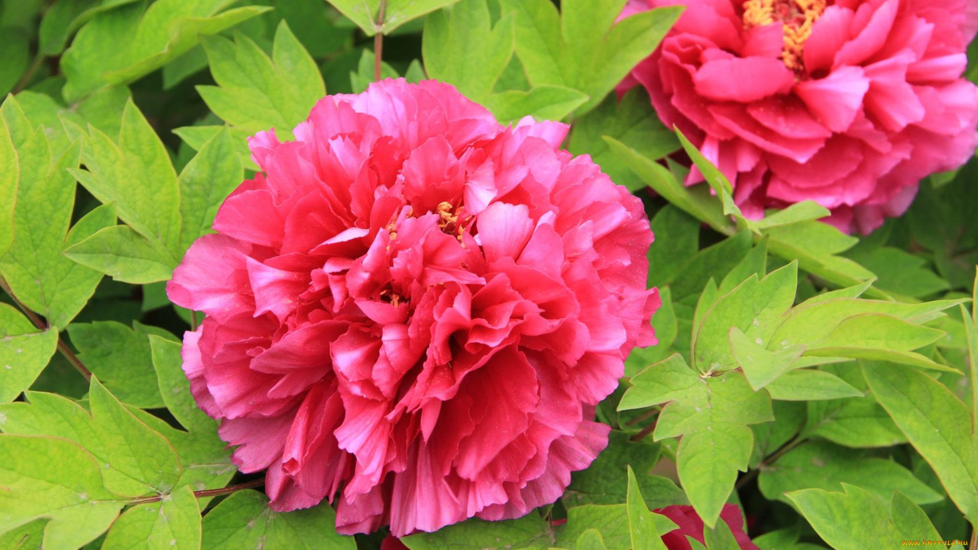 цветы, пионы, лепестки, листья