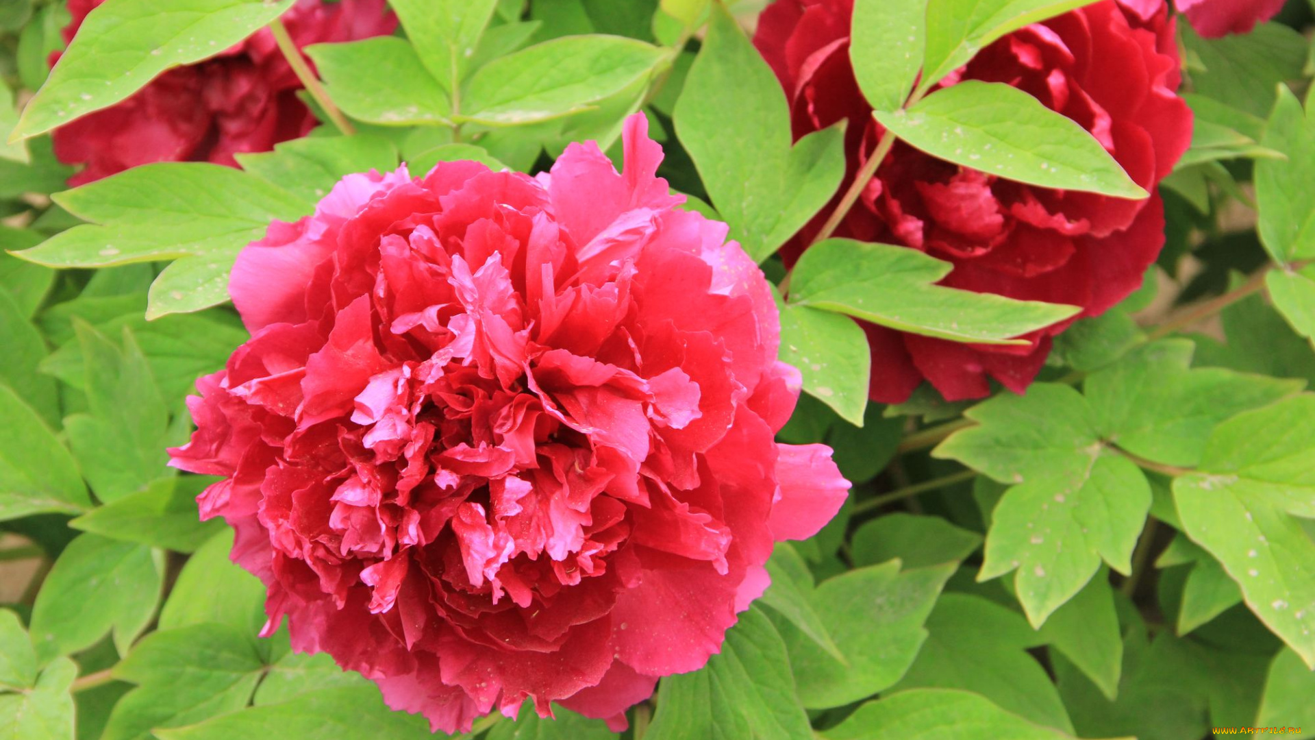 цветы, пионы, листья, лепестки