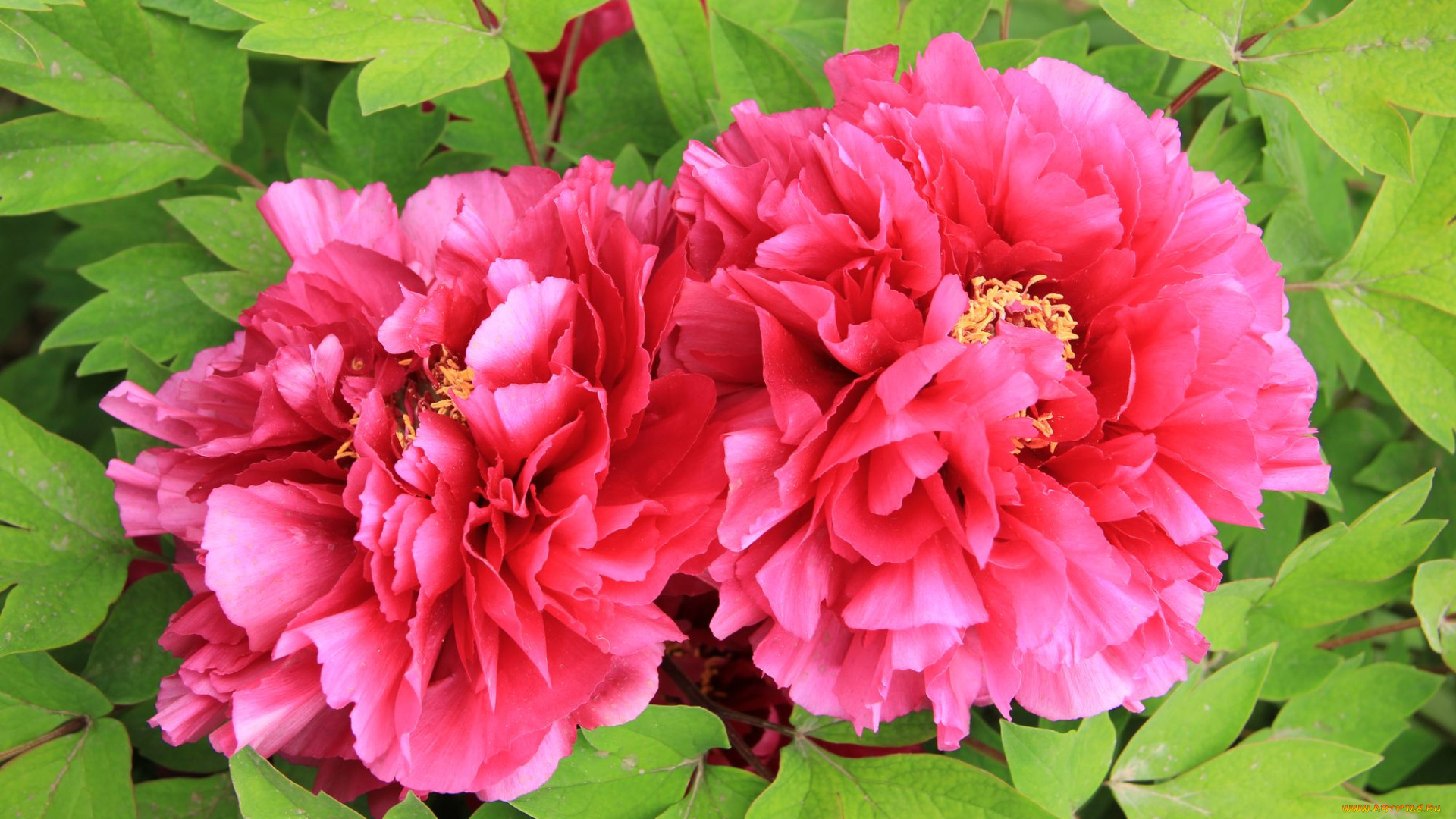 цветы, пионы, листья, лепестки