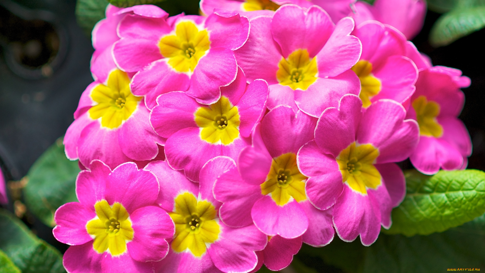 цветы, примулы, розовый, макро