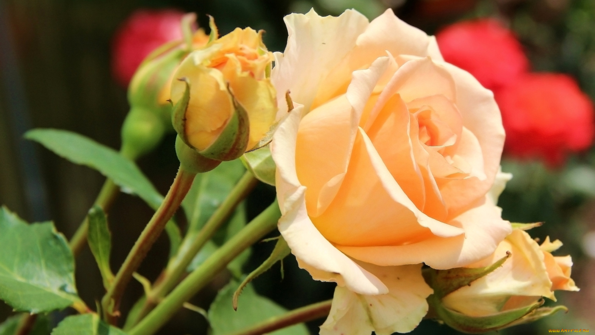 цветы, розы, бутон, желтый