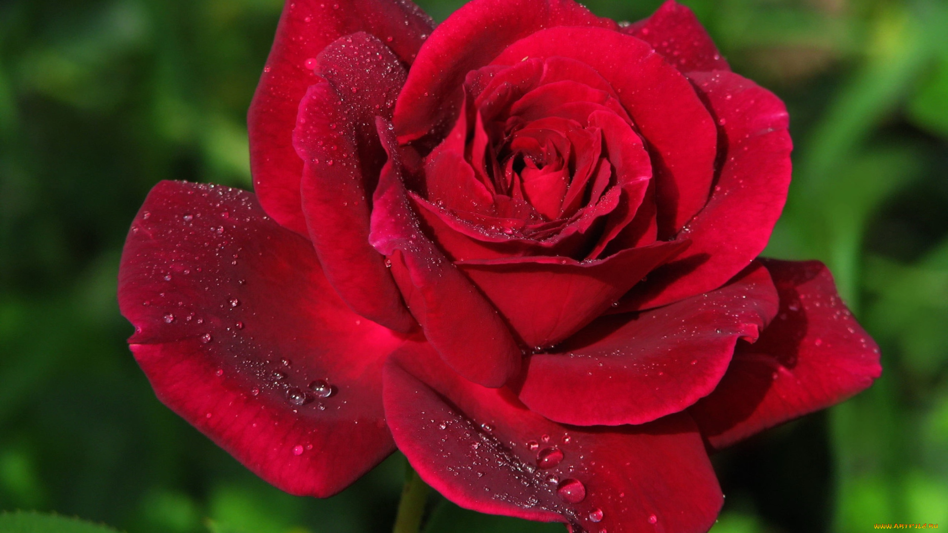 цветы, розы, королева