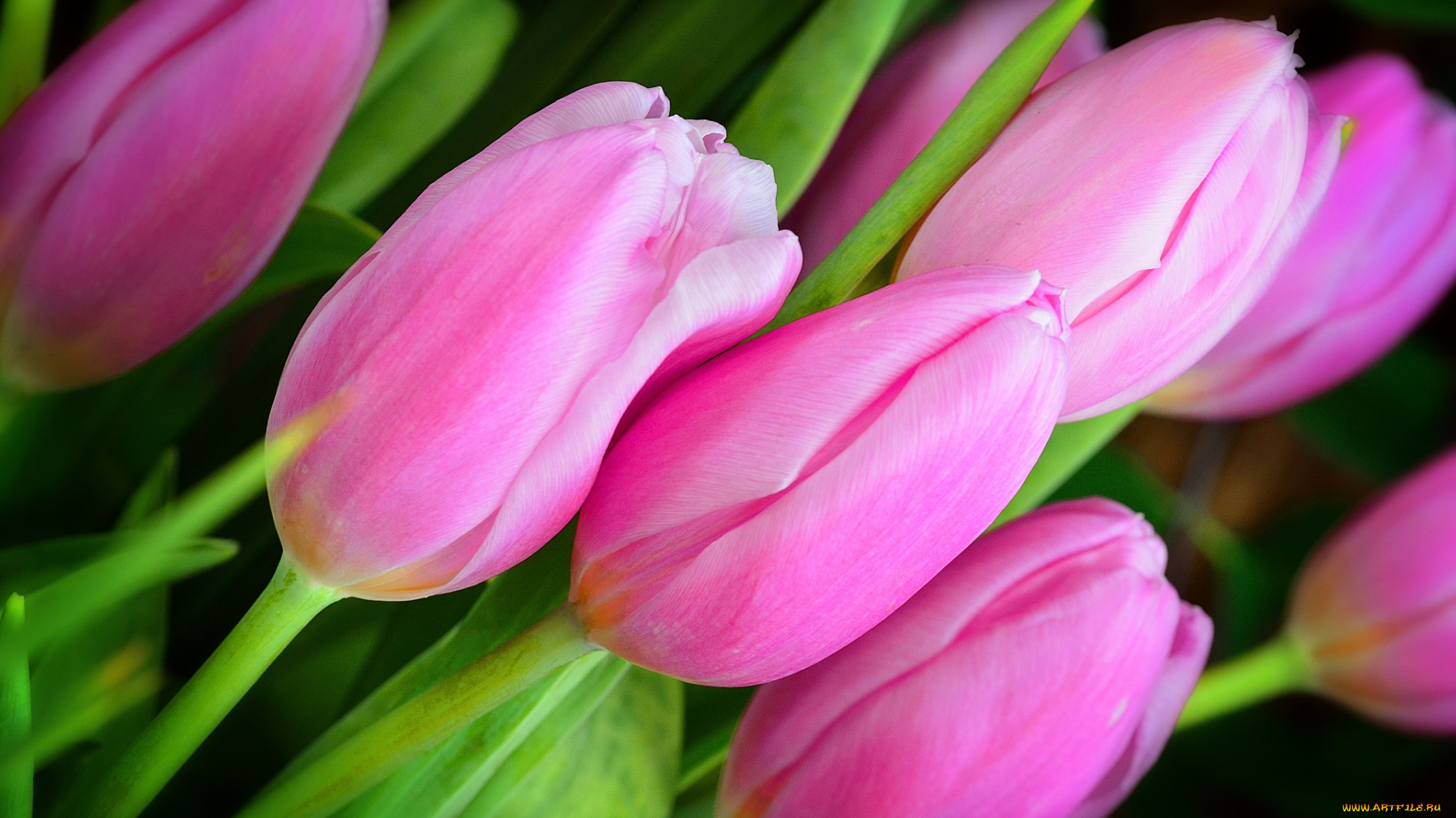 цветы, тюльпаны, бутоны, розовый